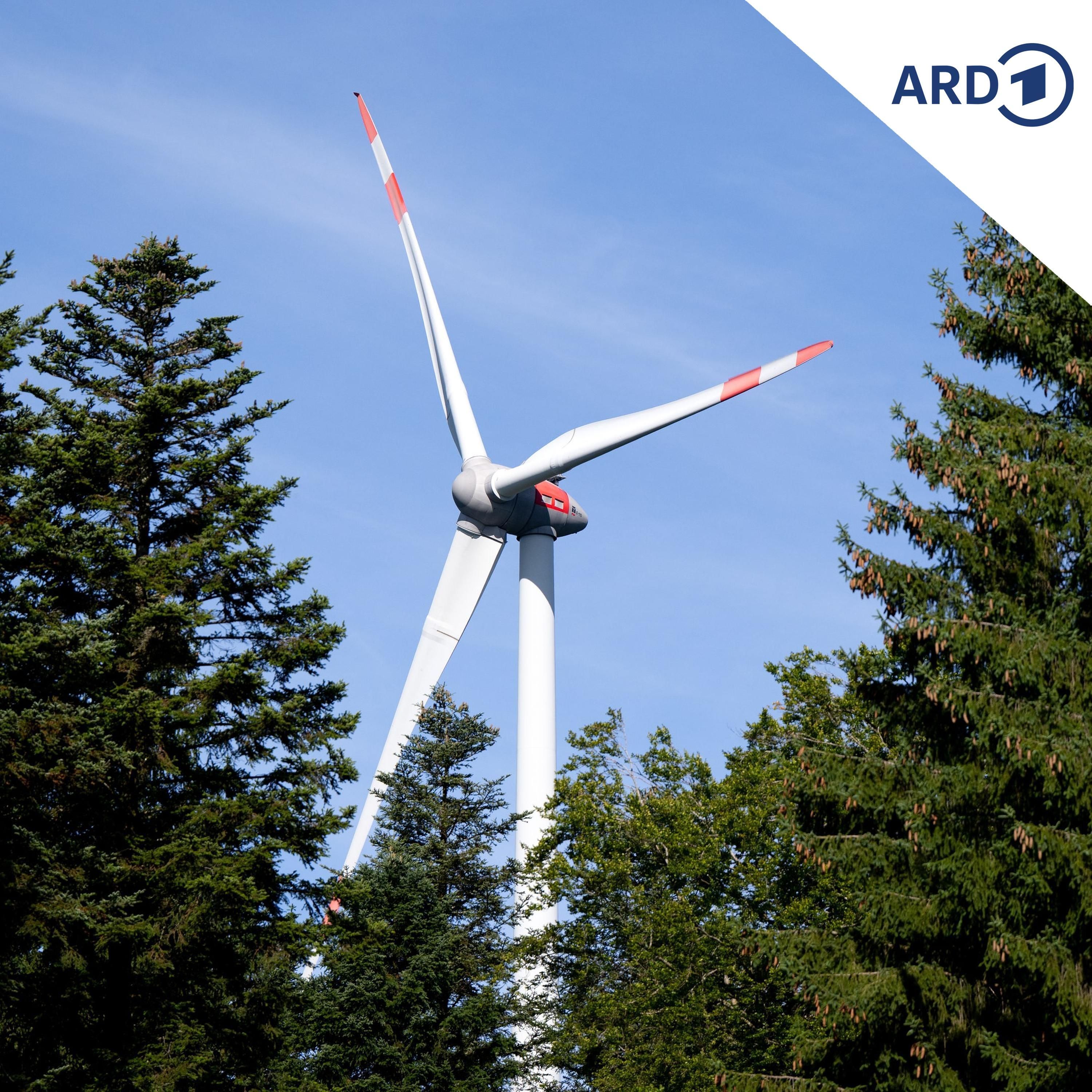 Streit um Windräder in Dübener Heide