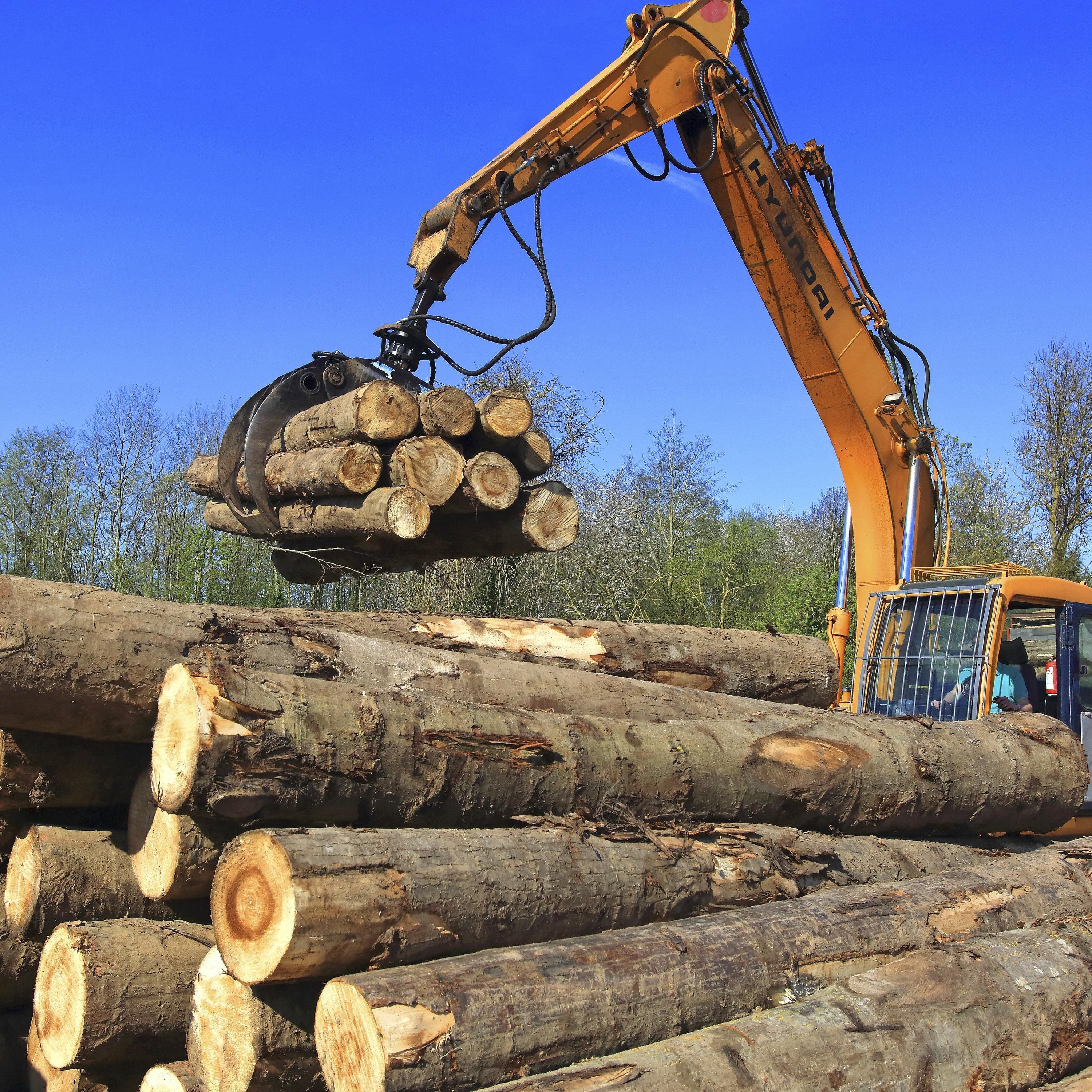 Holzpreise boomen, doch Waldbesitzer leiden
