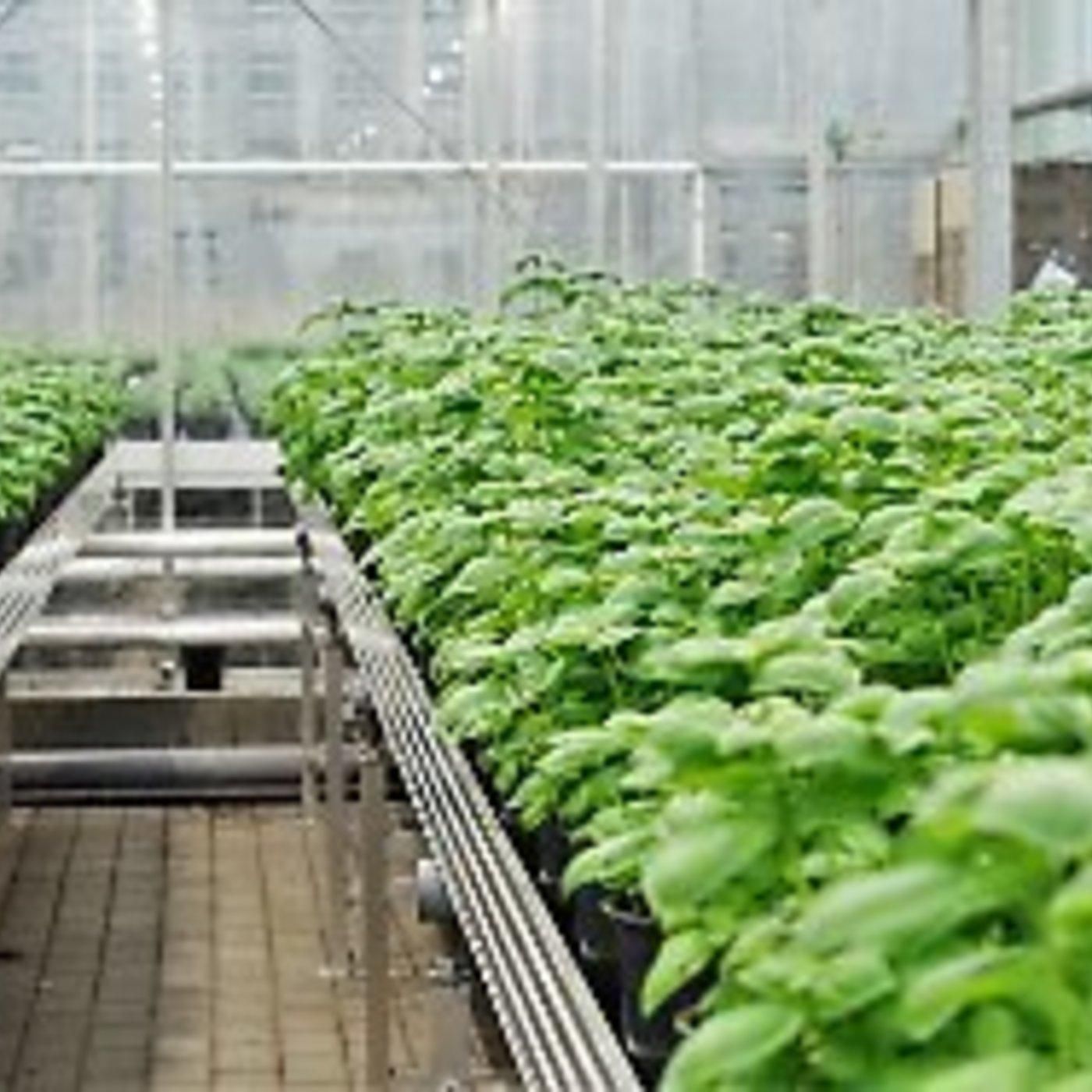 Aquaponik - Landwirtschaft der Zukunft?