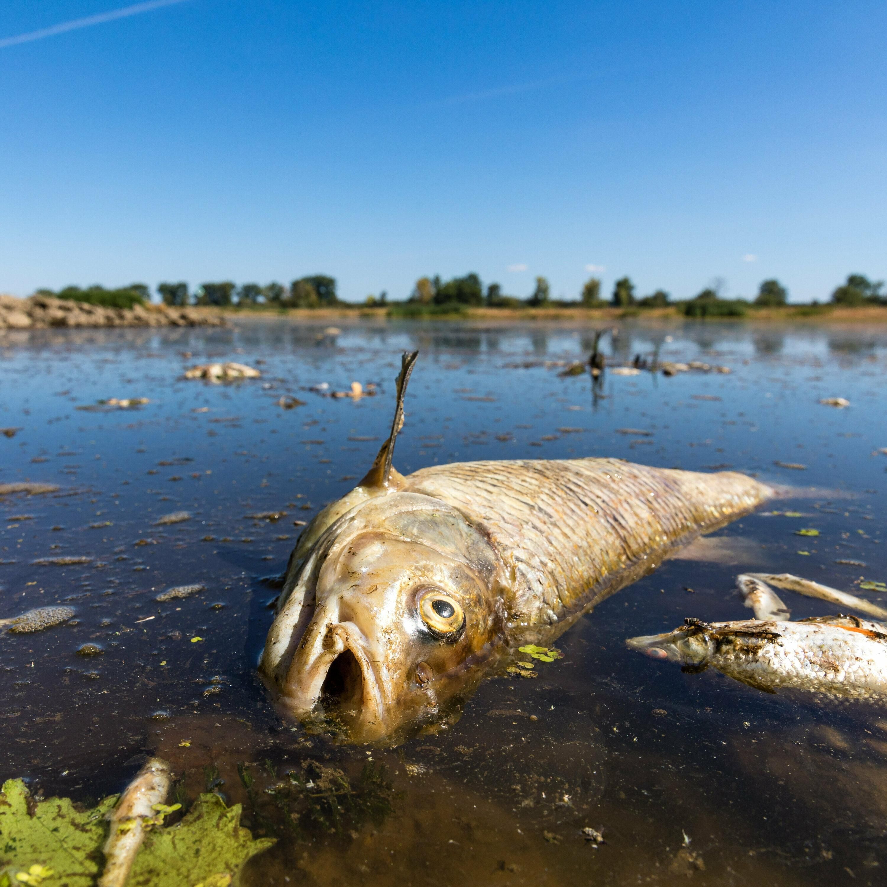 Oder-Katastrophe? "Fischbestand kann sich aus eigener Kraft erholen"