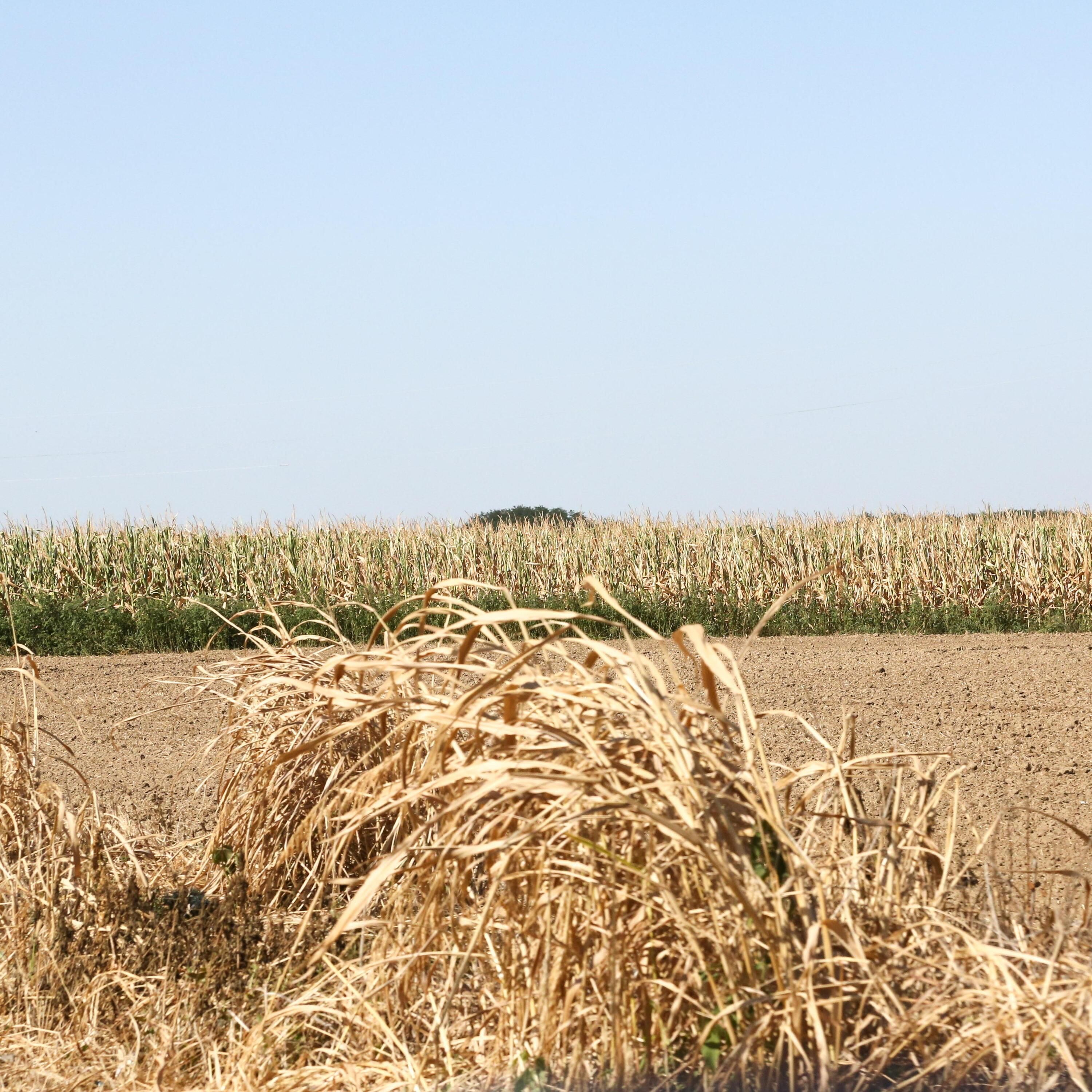 70 Grad in Rumäniens Sahara: Eine europäische Landwirtschafts-Bastion trocknet aus