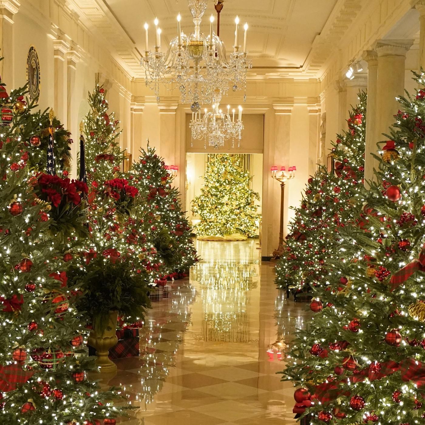 Deutschlands liebster Weihnachtsbaum bekommt Konkurrenz