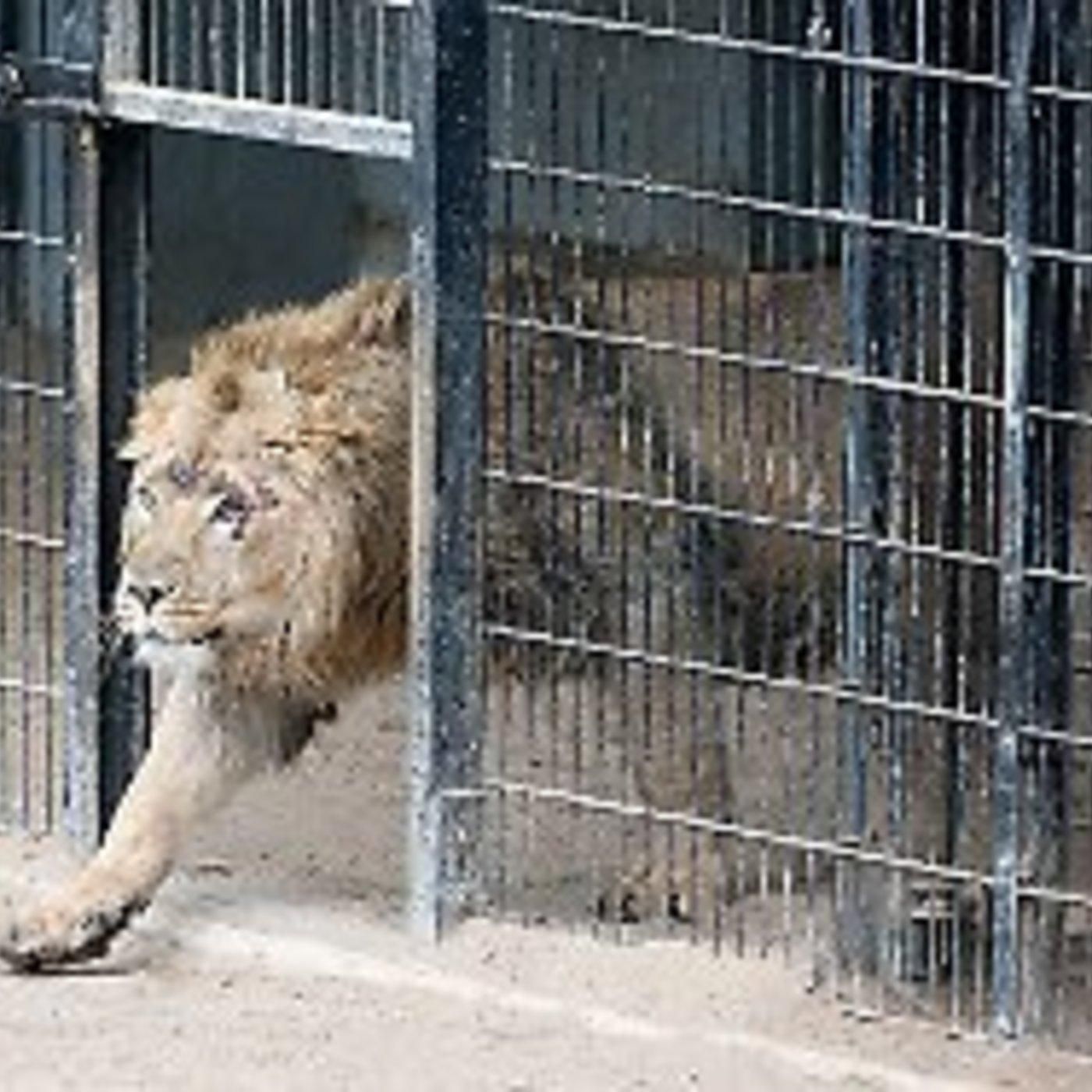 Moderne Zoos - Artenschutz oder Gefängnis?