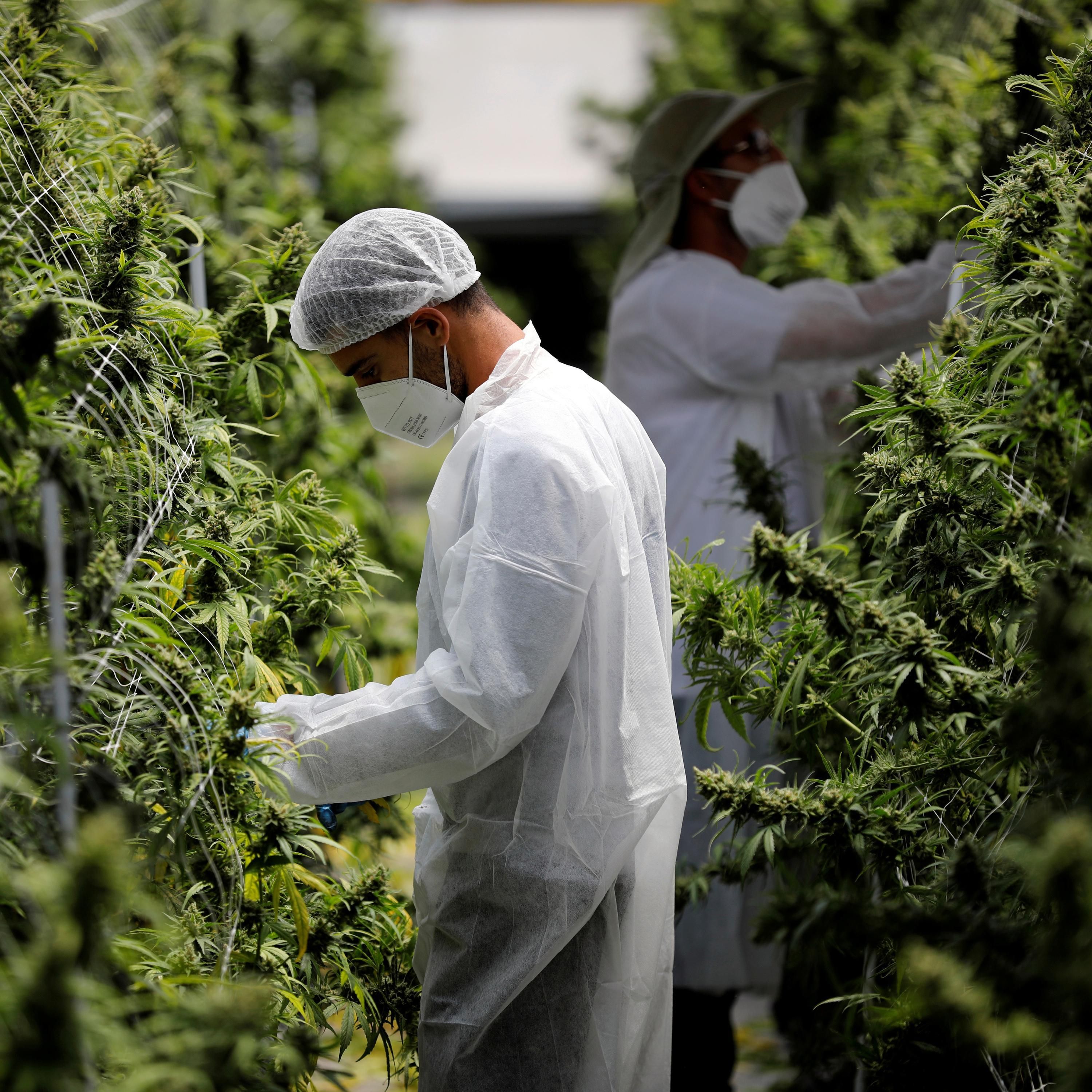 Verpasst Deutschland den Cannabis-Boom?