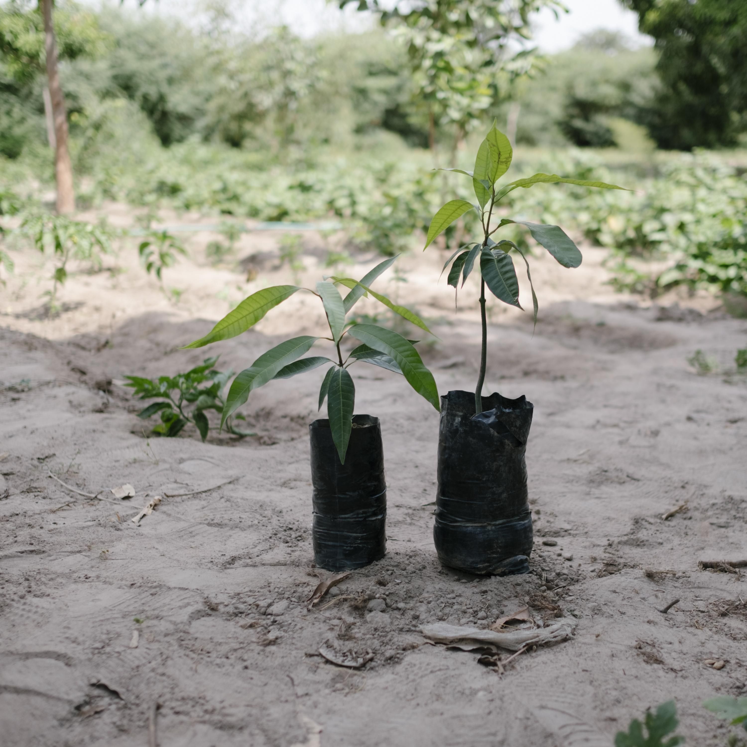 Ecosia pflanzt Bäume und markiert RWE