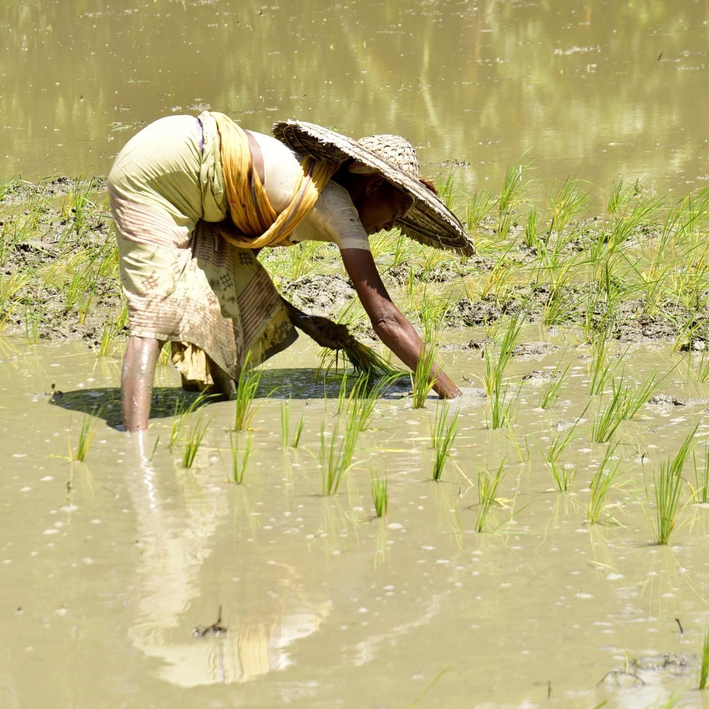 Indien hortet, China kauft nach: Extremwetter zerstört die Ernten der Reis-Nationen