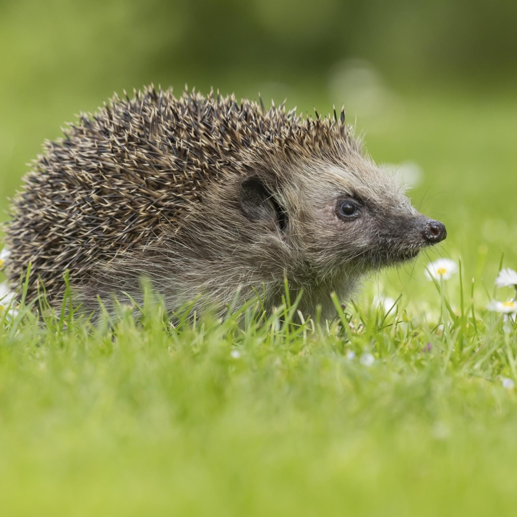 Das Sterben der Igel - Was sein Verschwinden über unsere Umwelt verrät