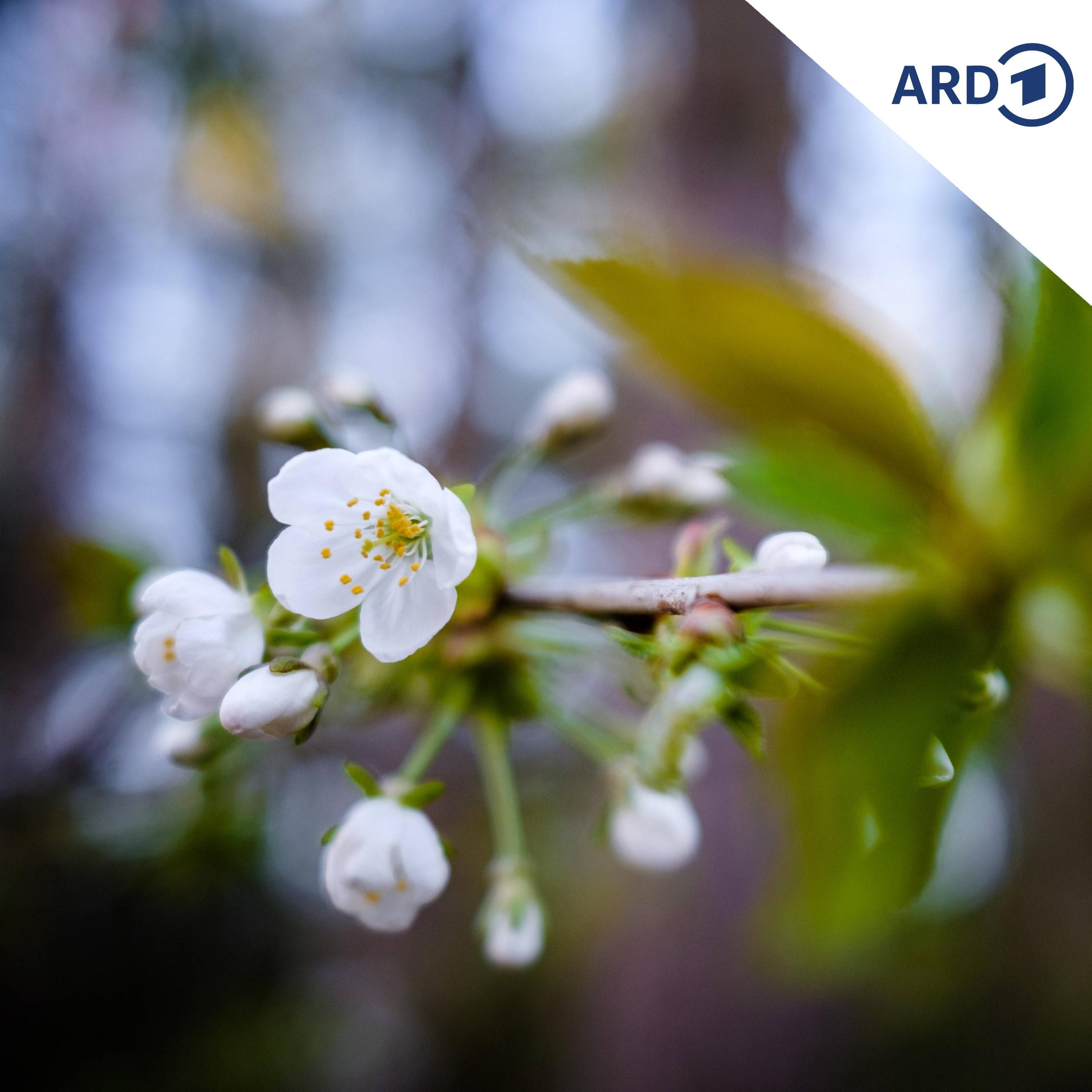 Frühjahrsfrost gefährdet Ernten: Obstblüten und Reben geschädigt