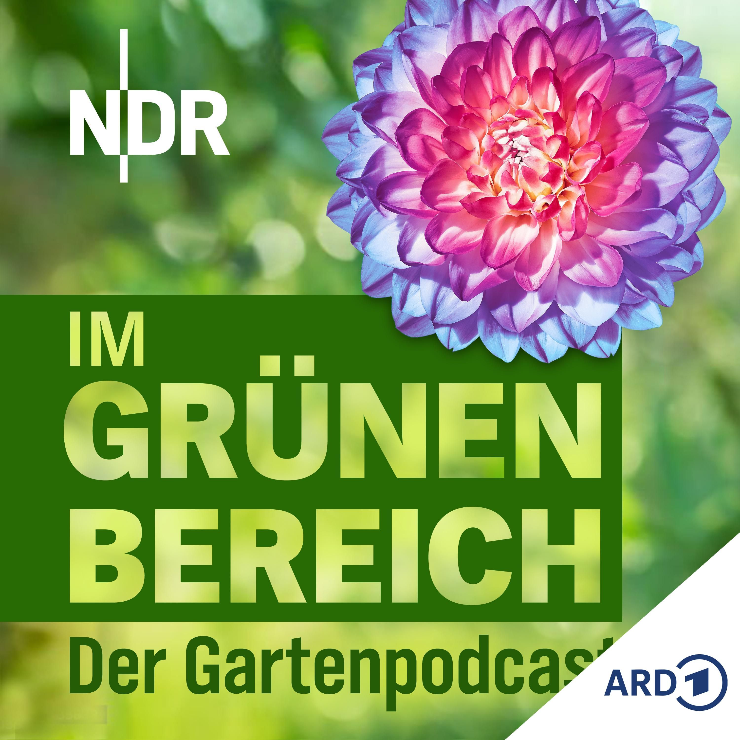Dahlien pflanzen und pflegen: So blühen sie in voller Blütenpracht
