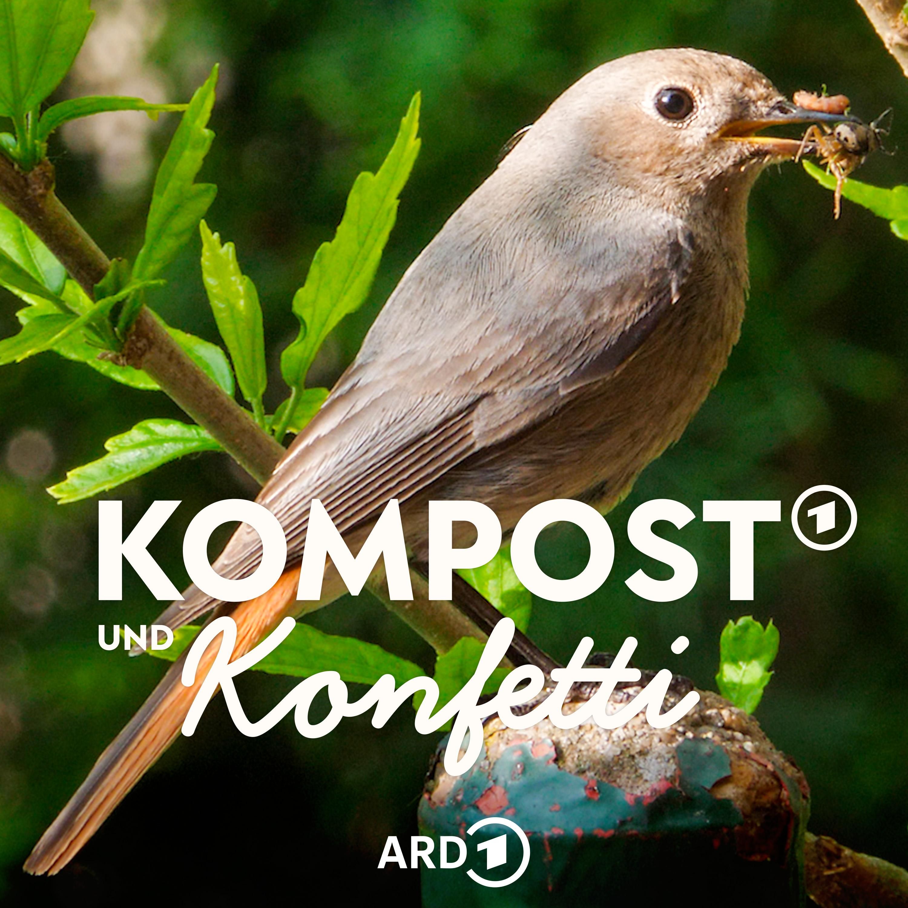 So lockst Du Vögel in den Garten