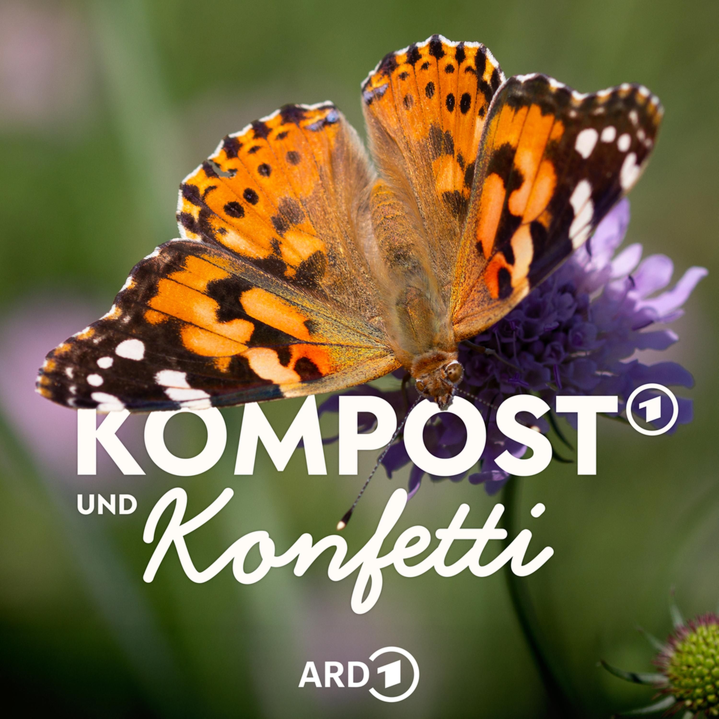 Tolle Insektenpflanzen für deinen naturnahen Garten