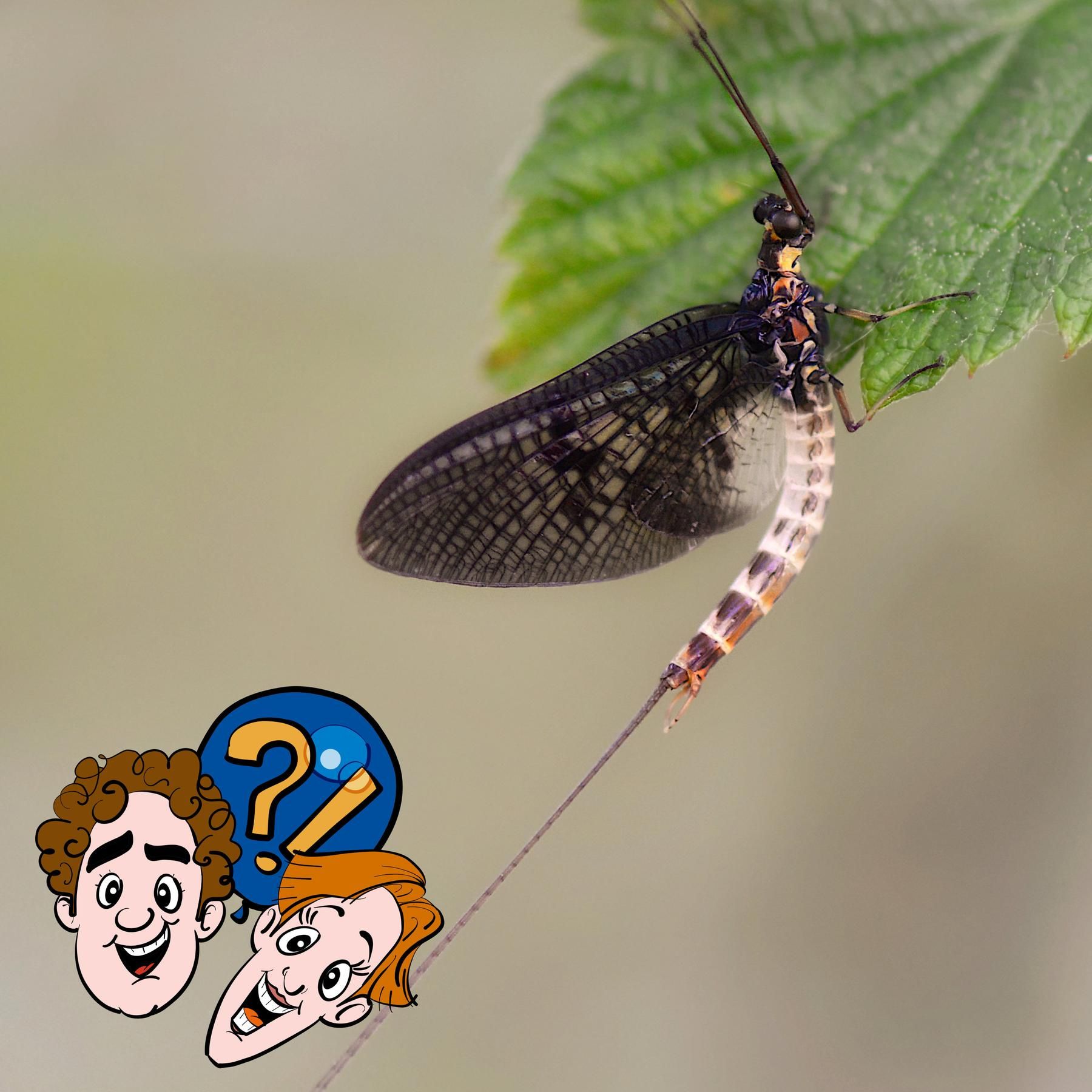 Lebt eine Eintagsfliege auch mal drei Tage?