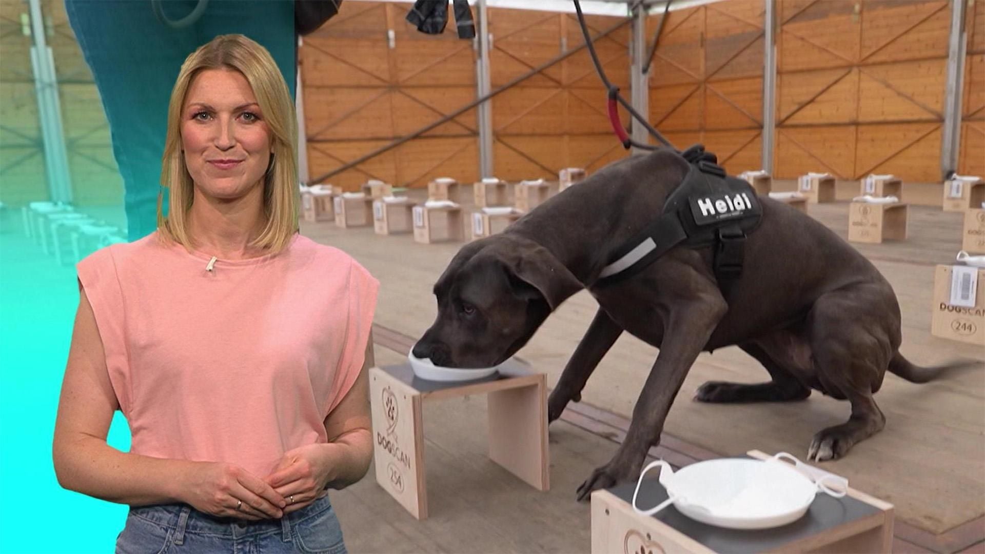 Thema u.a.: DogScan nutzt Spürhunde zur Lungenkrebsvorsorge