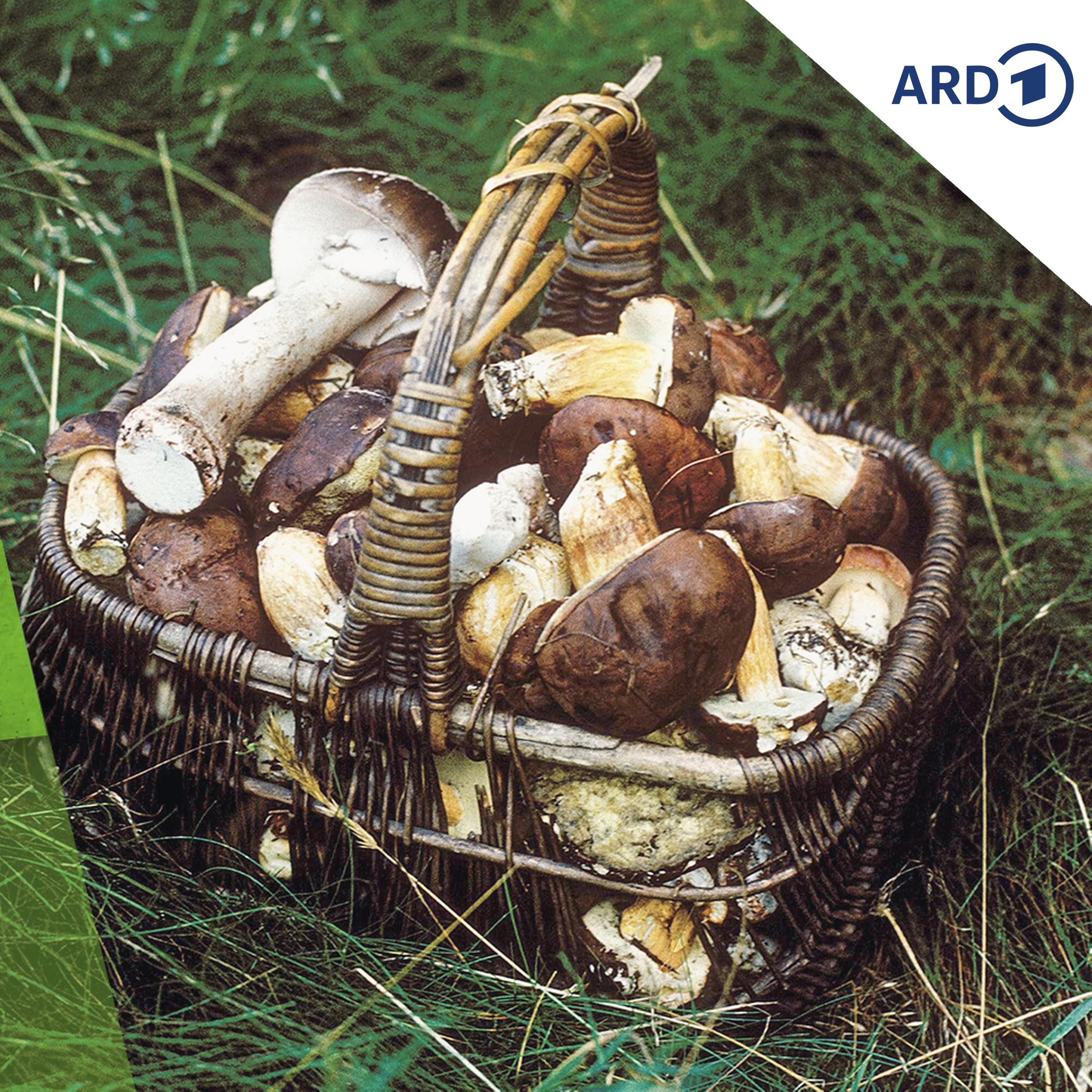 Pilze sammeln in der DDR