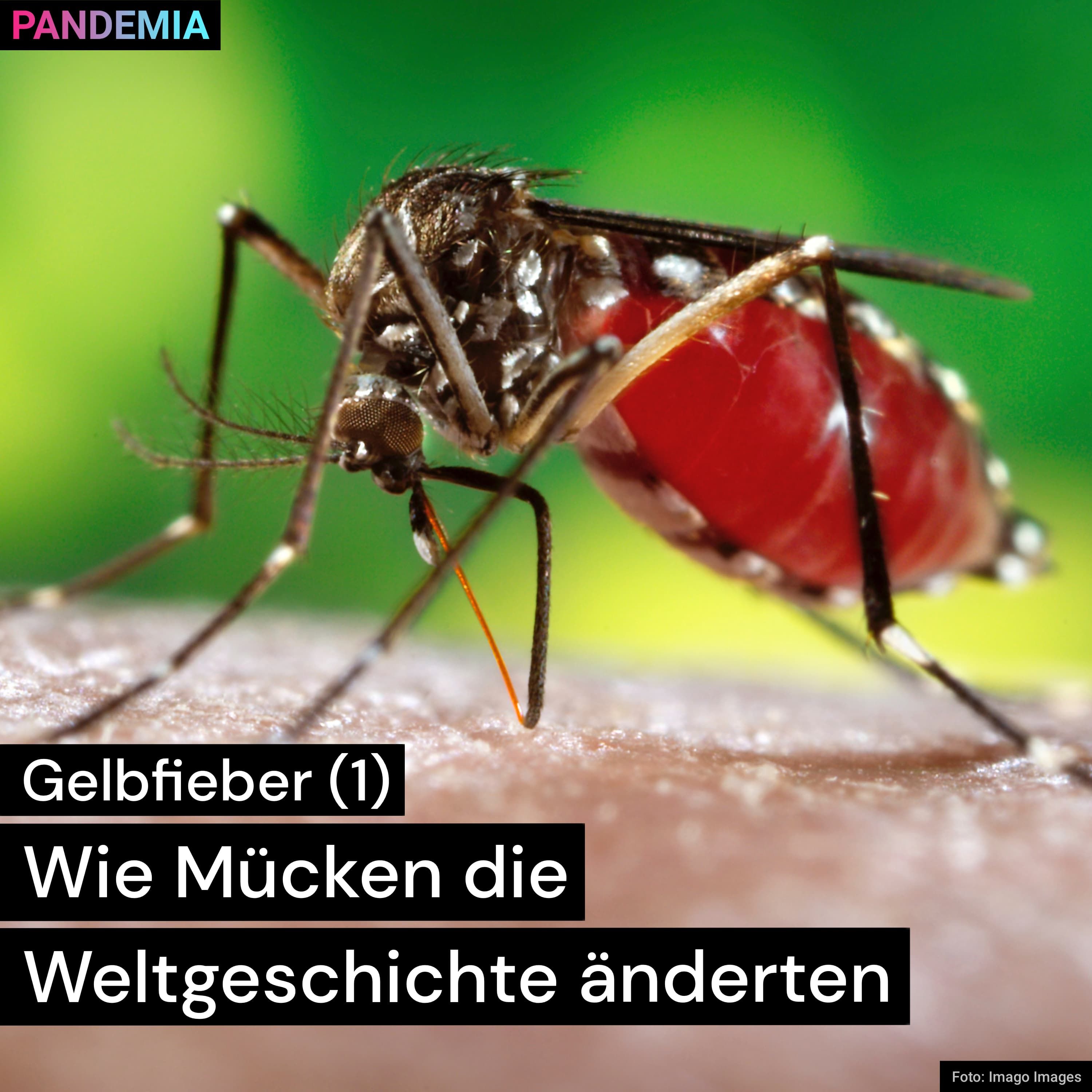 Gelbfieber (1) | Wie Mücken die Weltgeschichte änderten