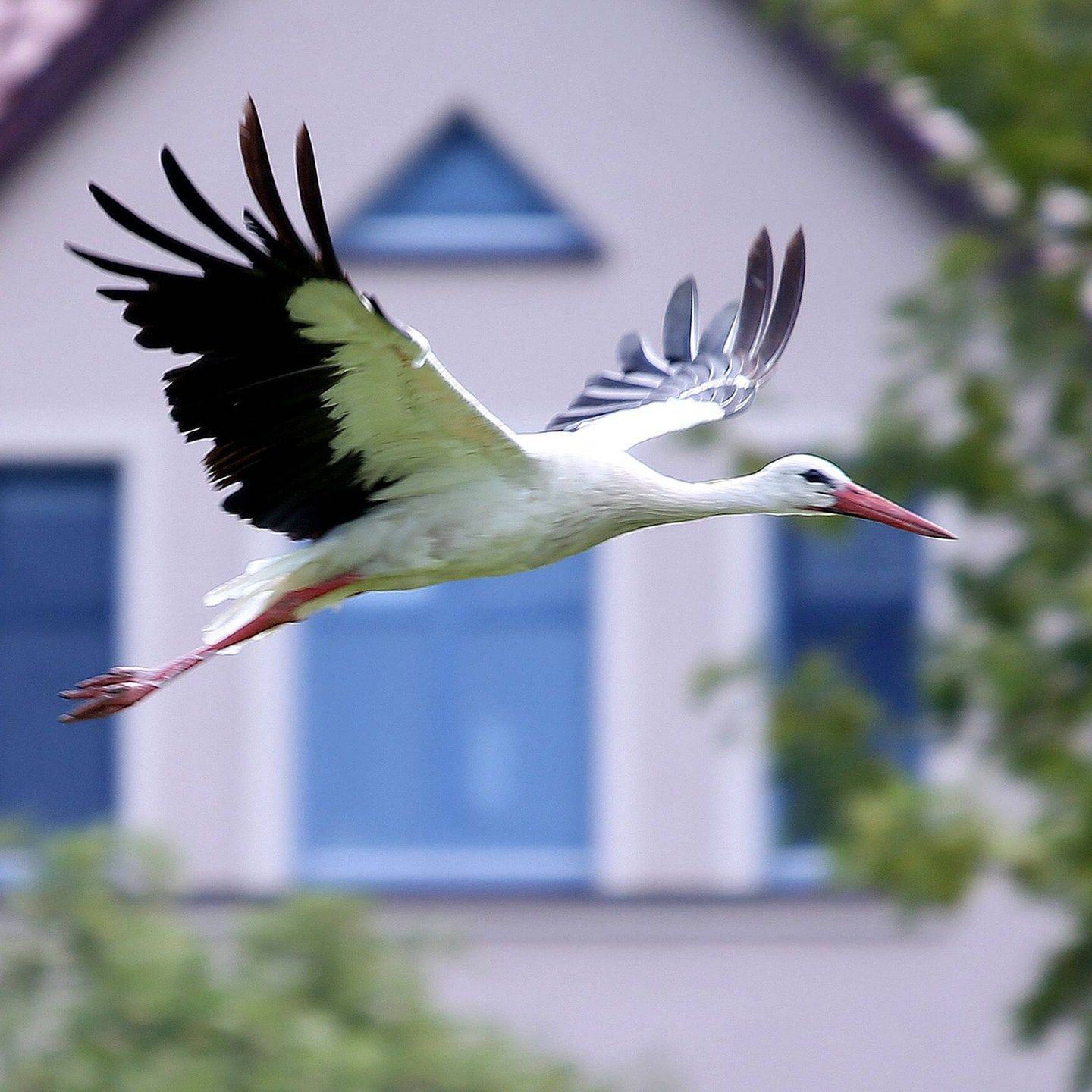 Woher kommt die Geschichte mit dem Klapperstorch?