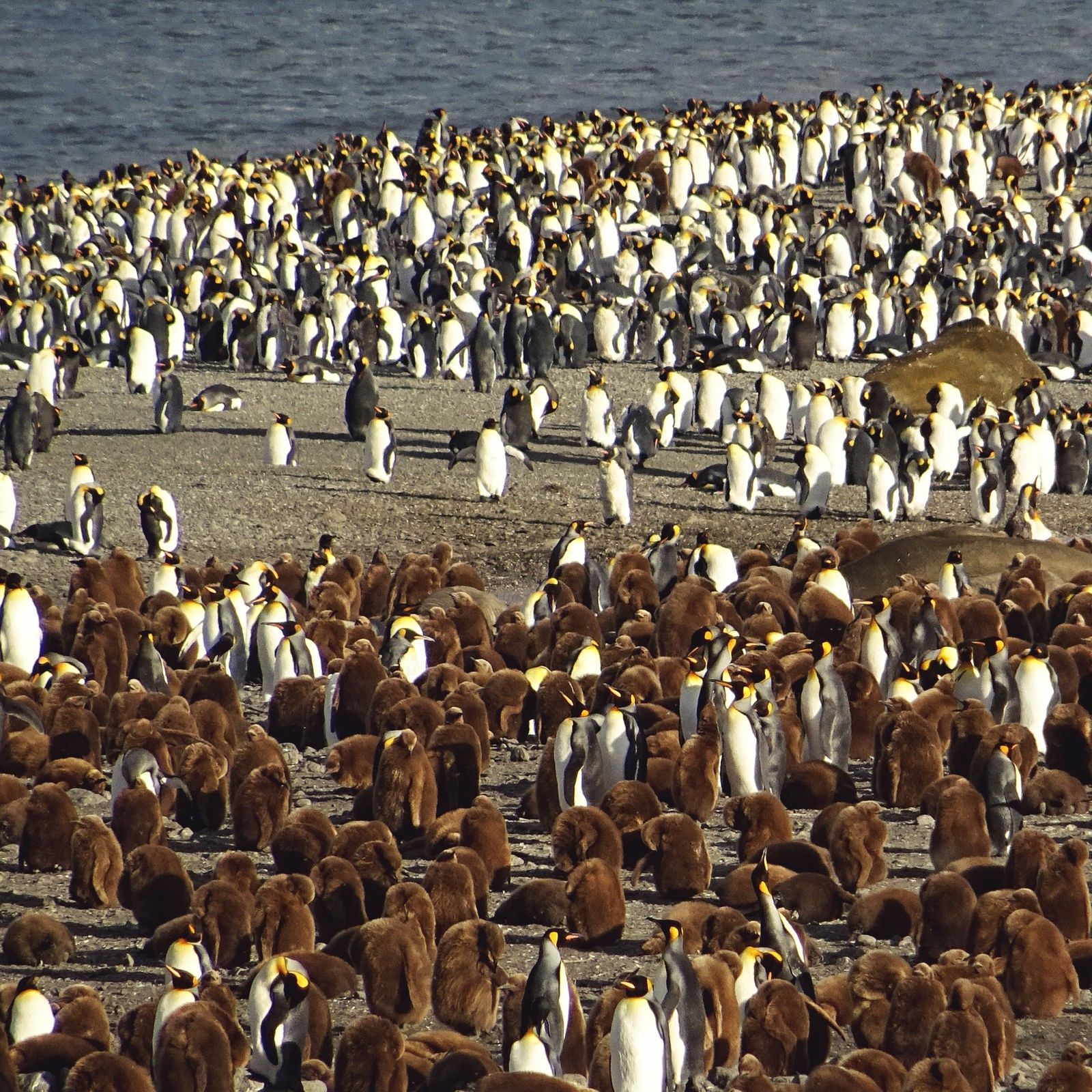 Südgeorgien | Allein unter Millionen Pinguinen