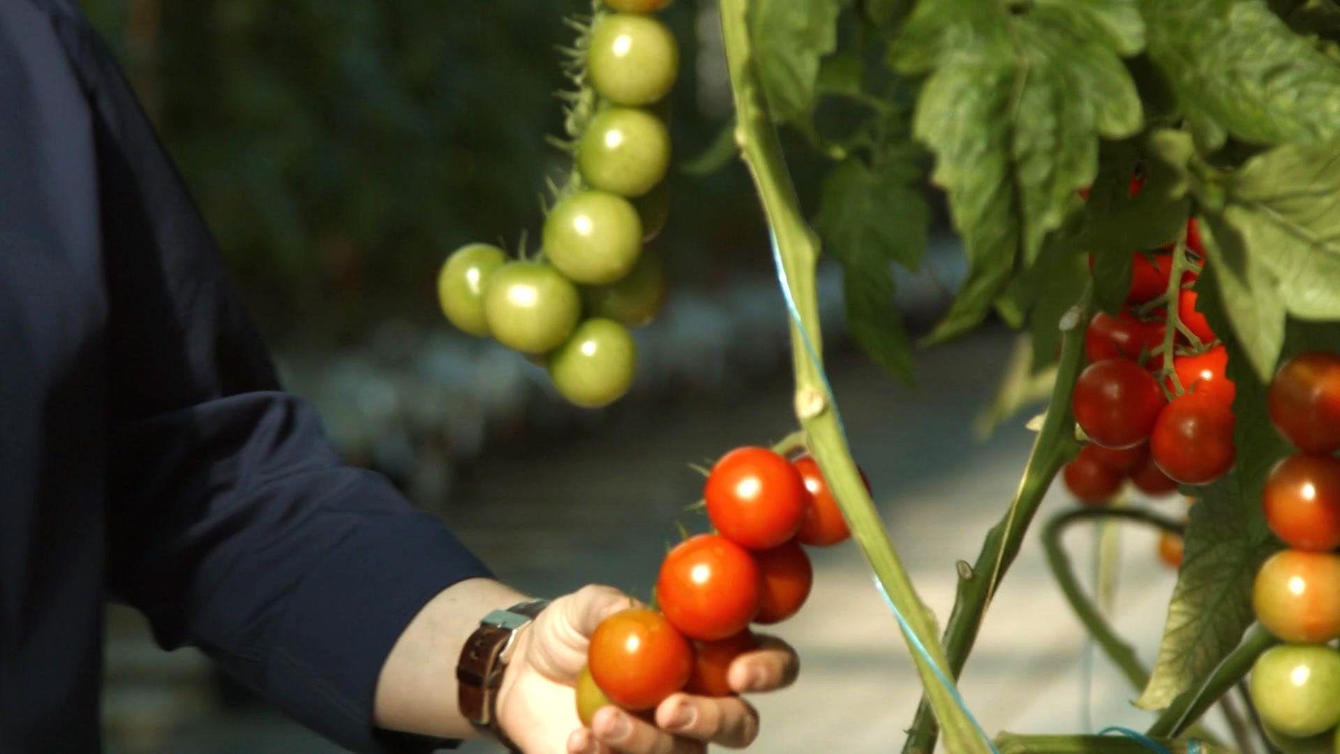 Der Weg der Tomate - Vom Feld in die Welt