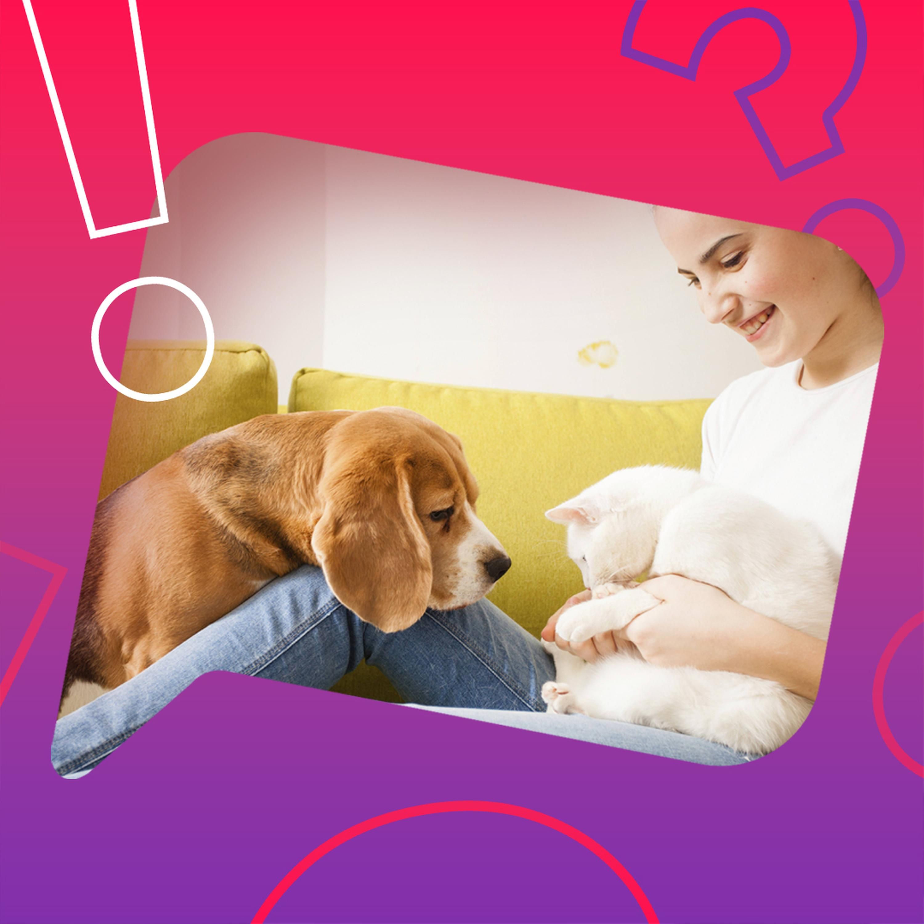 Lieben uns Hunde mehr als Katzen?