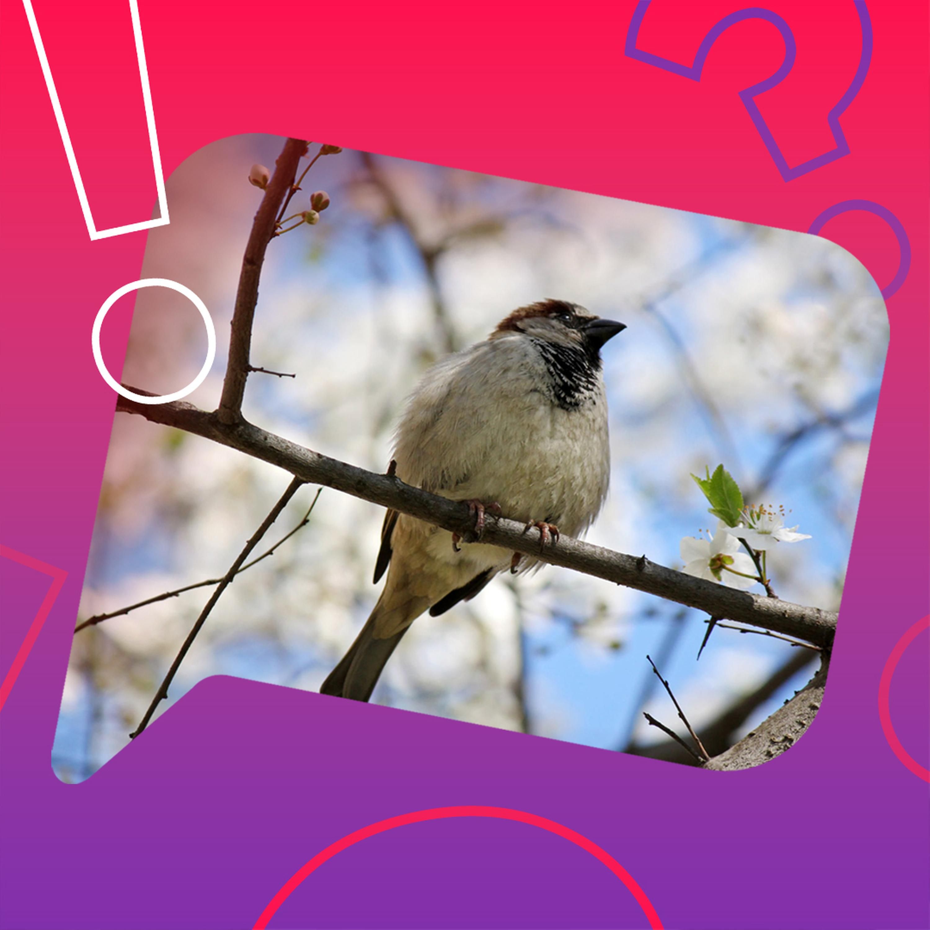 Können Vögel auf der Stelle fliegen?