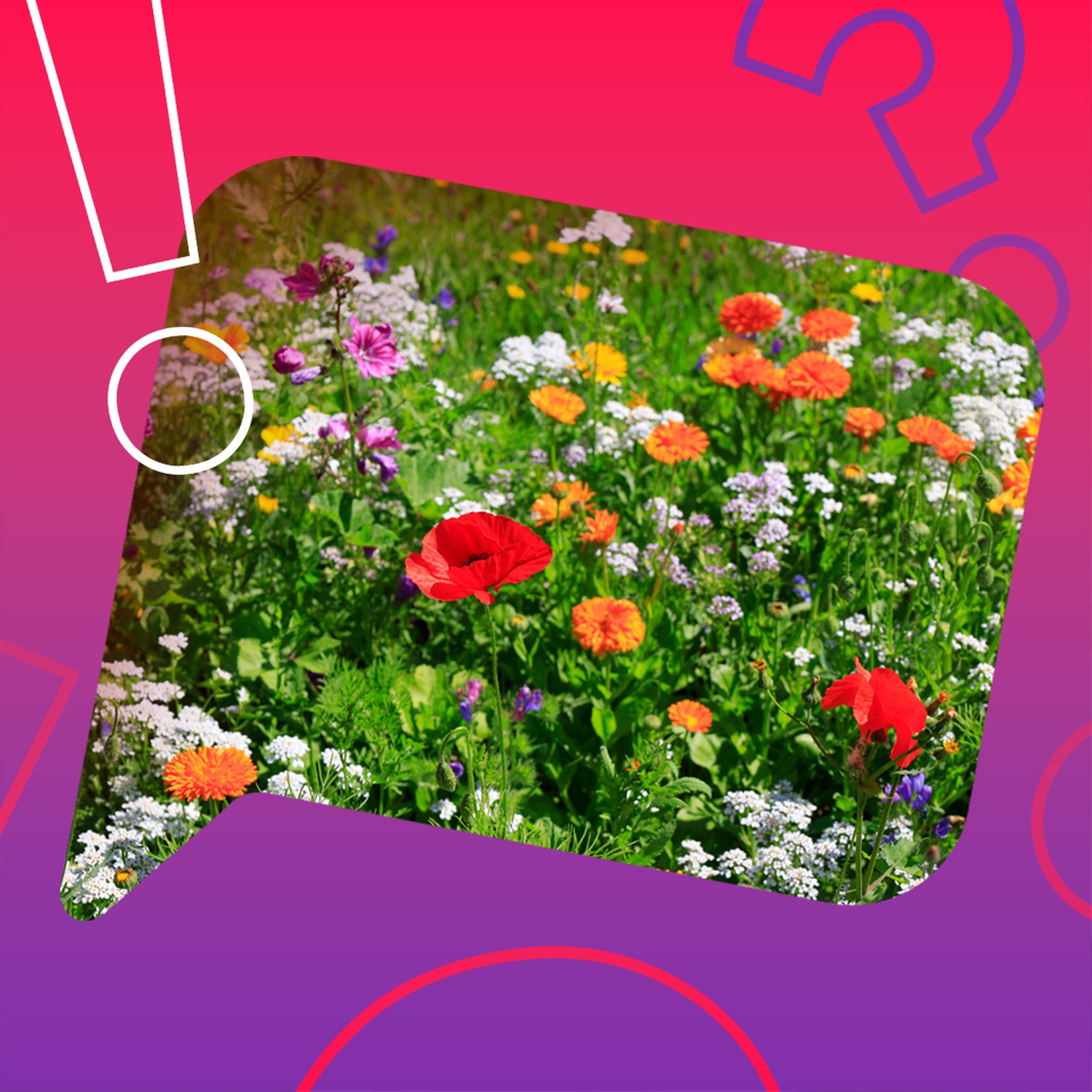 Reduzieren Blumen und Pflanzen Stress?