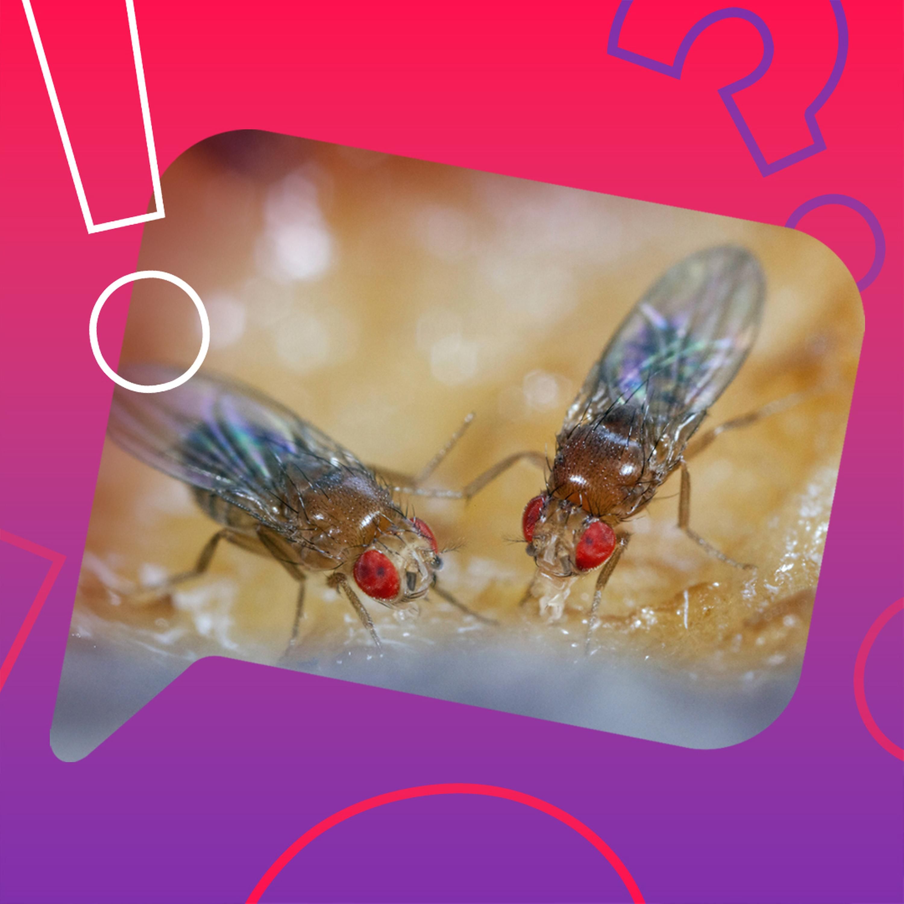 Flirten Fruchtfliegen gerne betrunken?