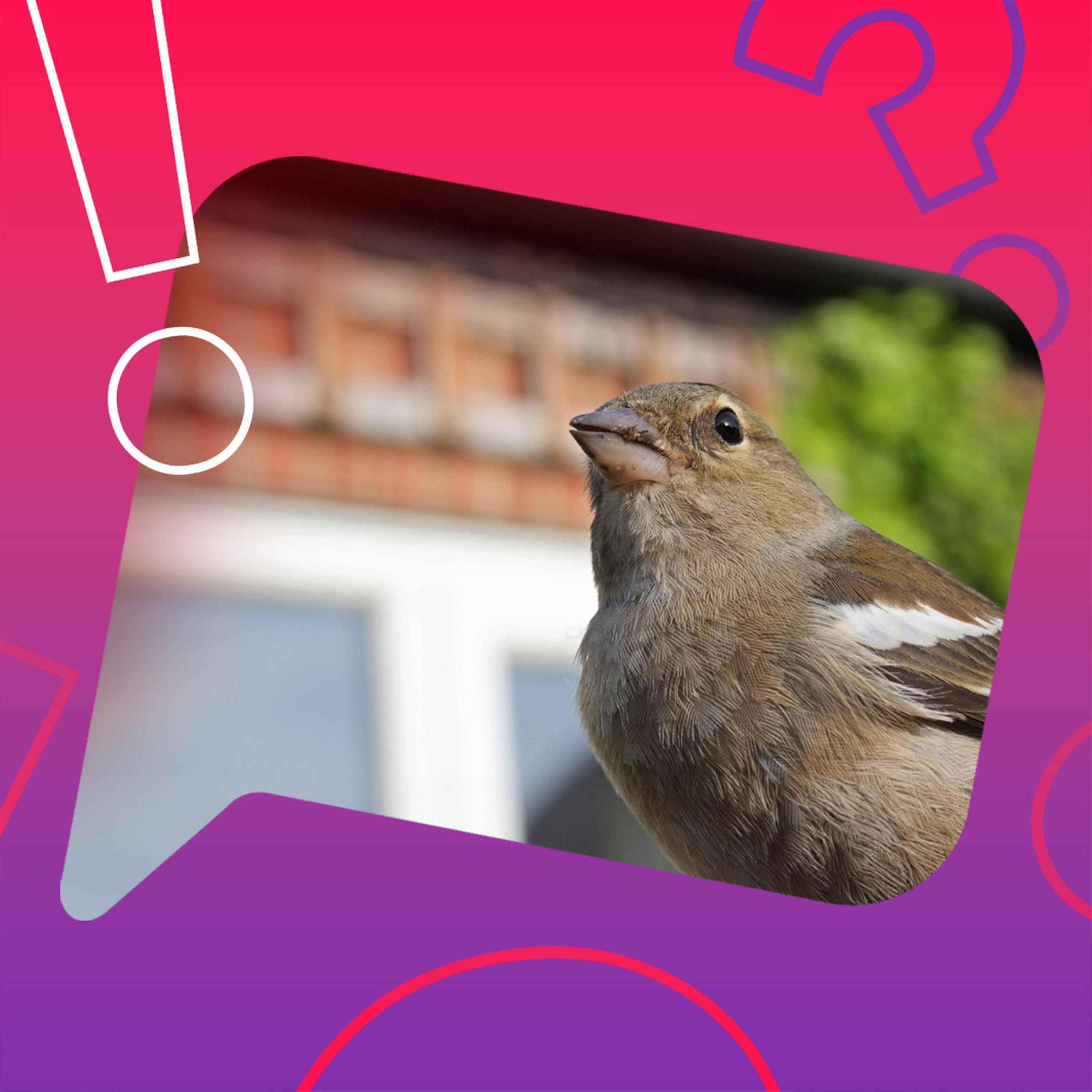 Retten dreckige Fensterscheiben Vogelleben?