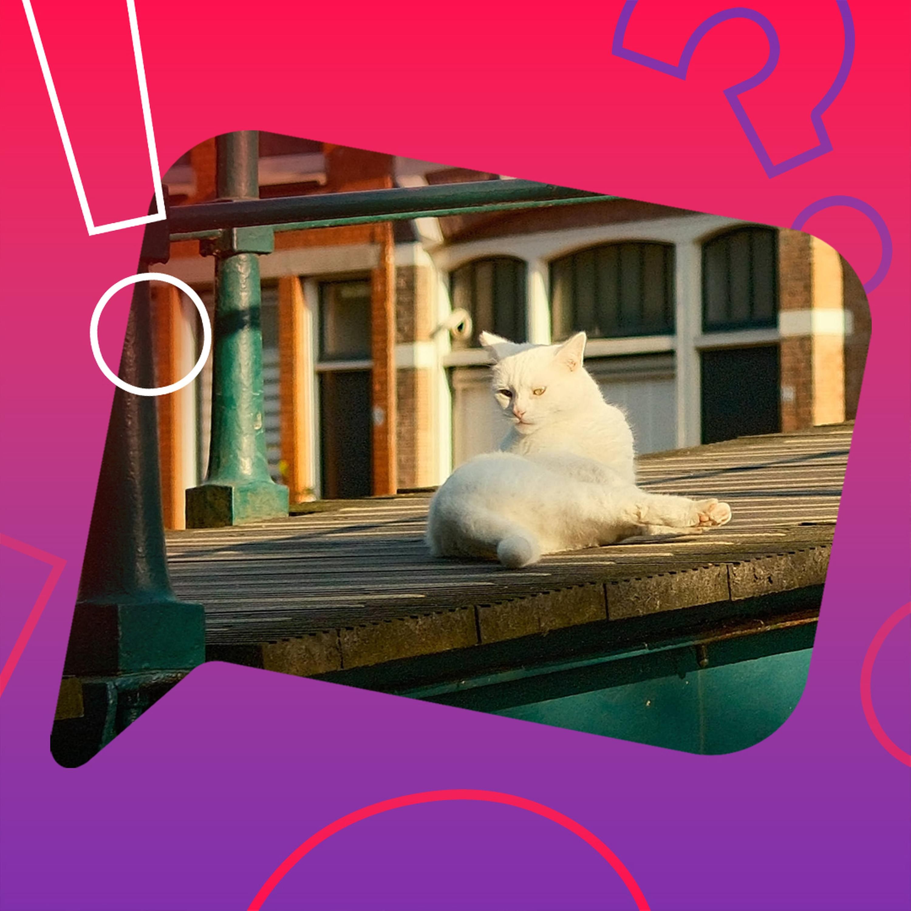 Gibt es in Amsterdam Katzentreppen?