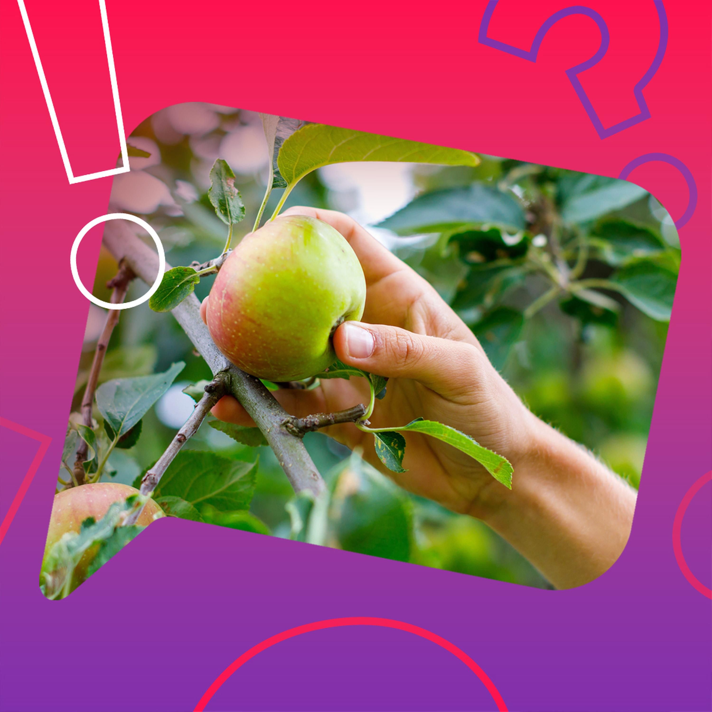 Sind Äpfel eigentlich Blumen?