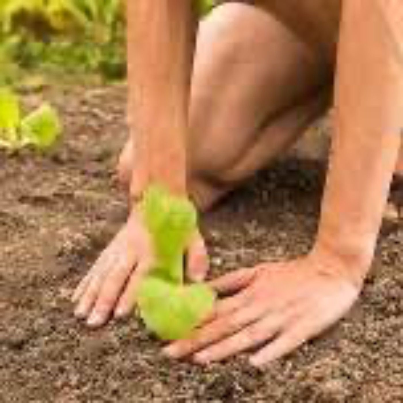 Kopf und Herz sind wie ein Beet