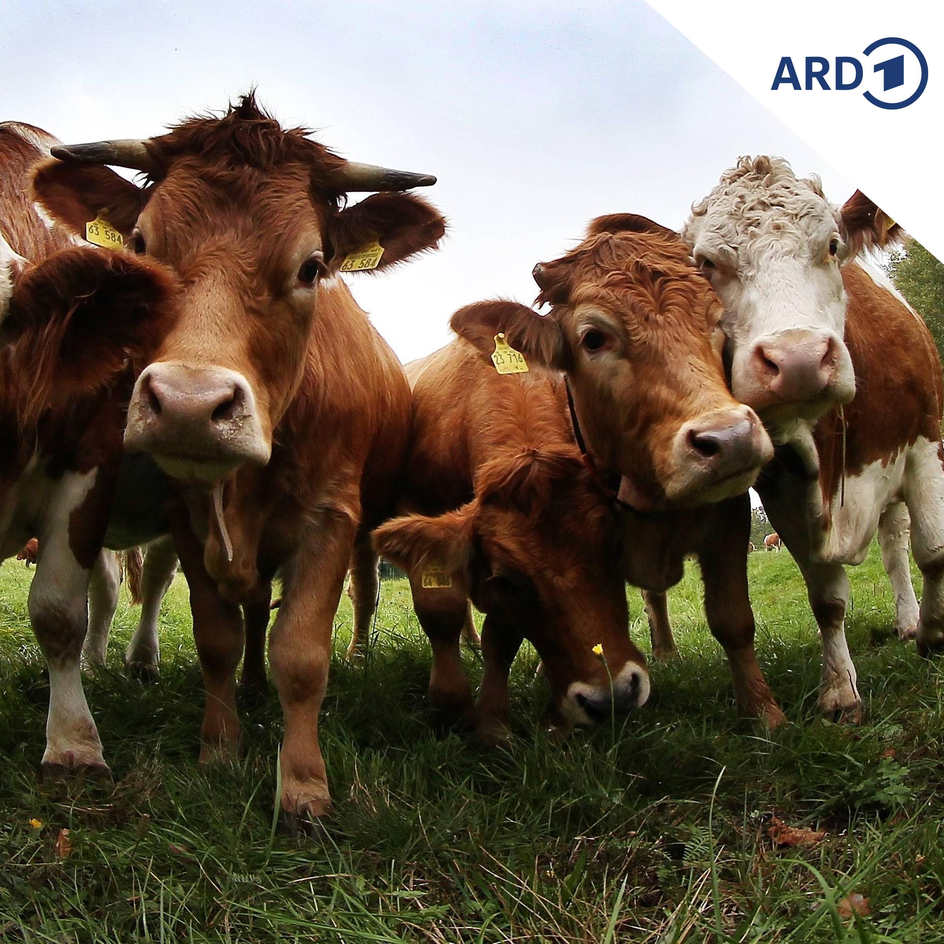 Rinderdiebstähle sorgen für Unruhe bei Landwirten