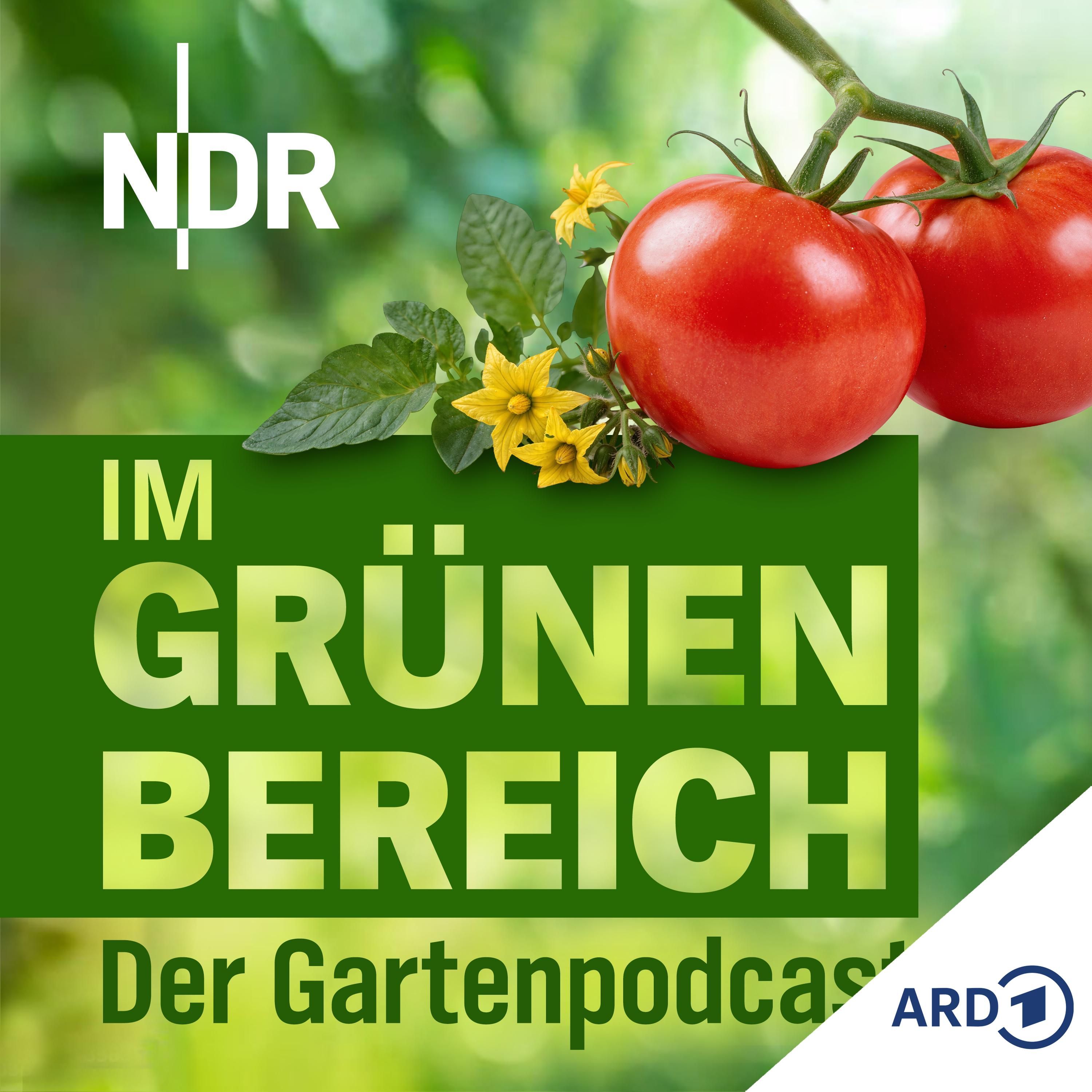 Tomaten pflegen: Geheimtipps für reiche Ernten