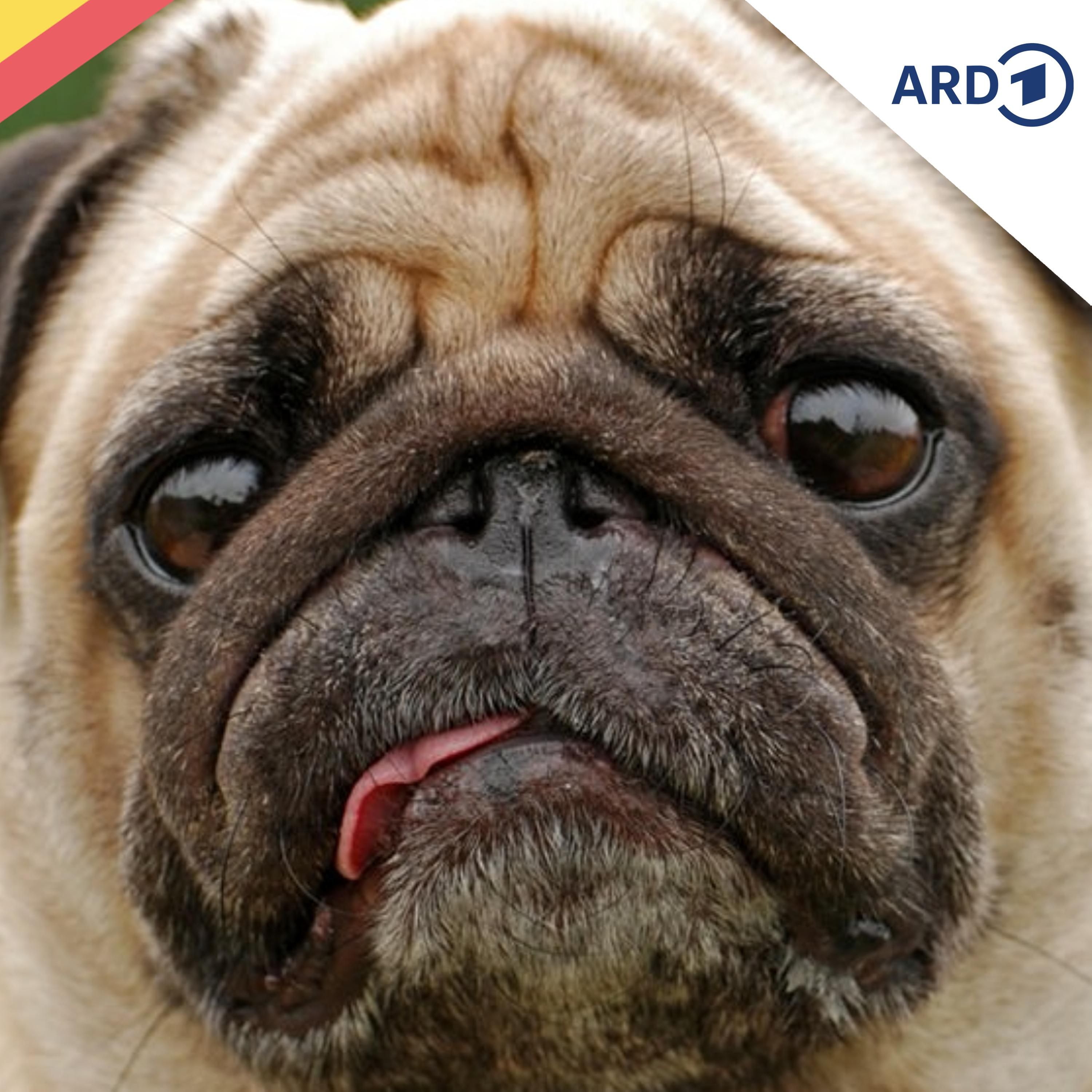 Auf den Hund gekommen