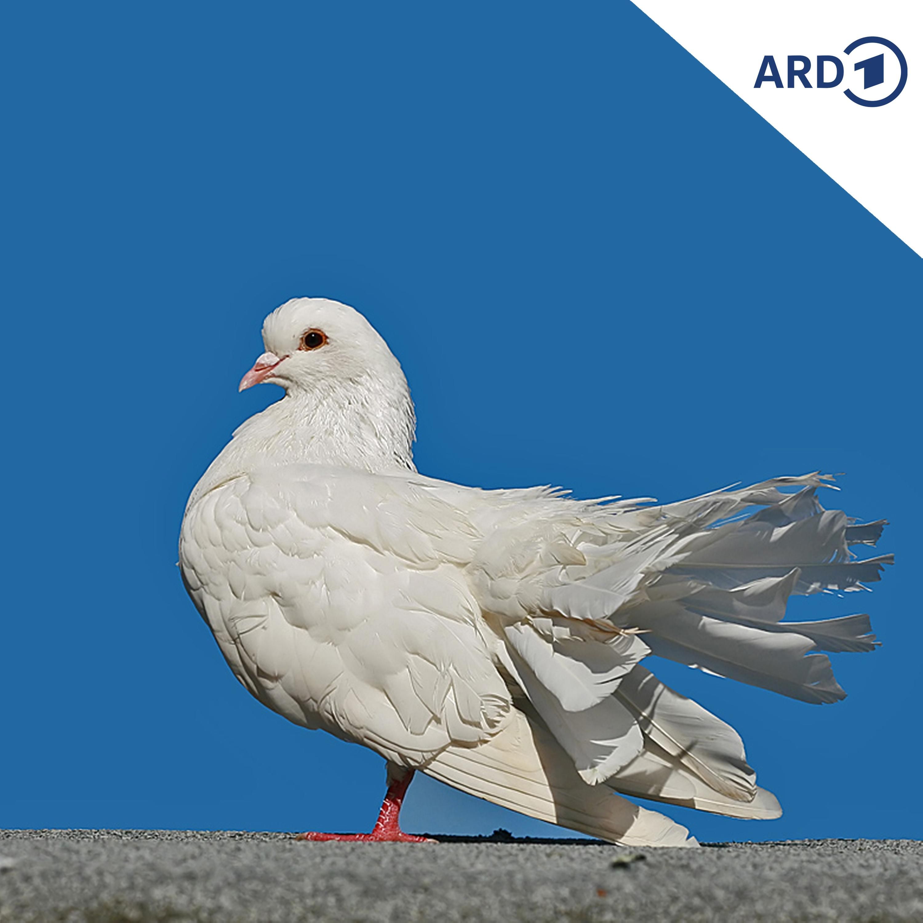 Neue Folge: Tauben
