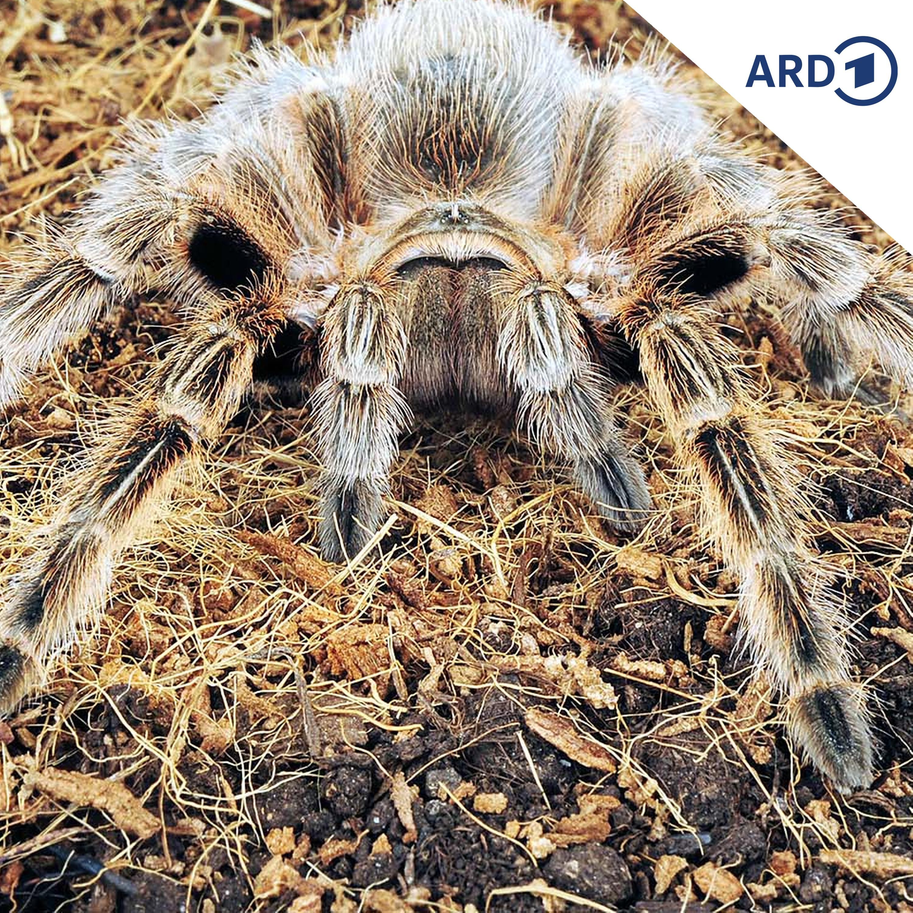 Spinne