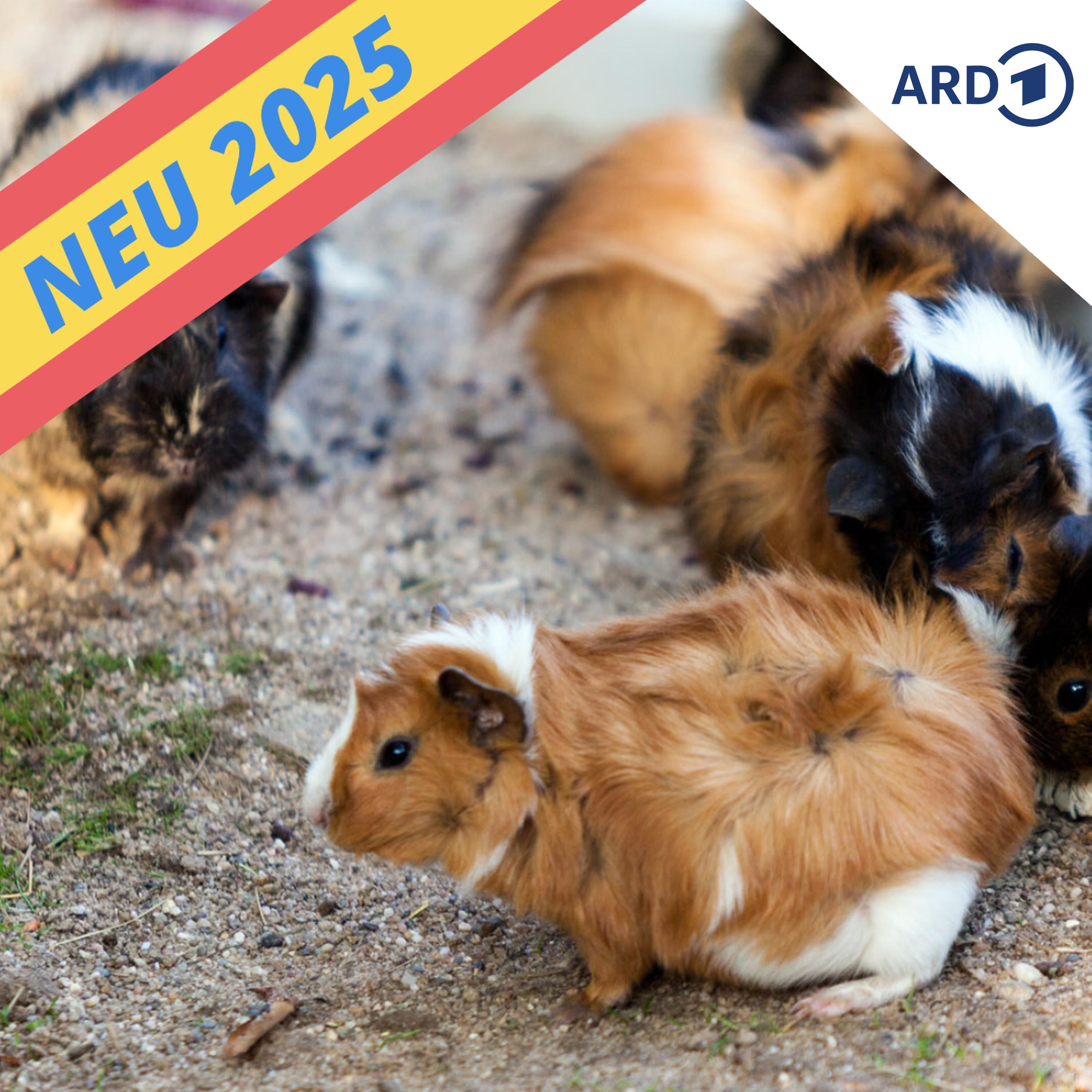 Meerschwein zu Besuch
