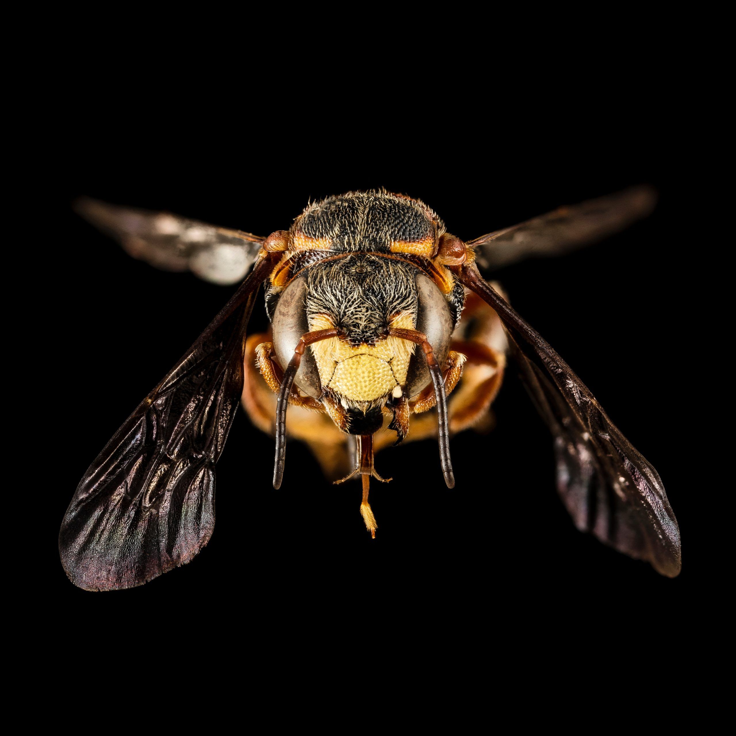 Vom Fleischfresser zur Blütenfreundin: die Bienen-Evolution