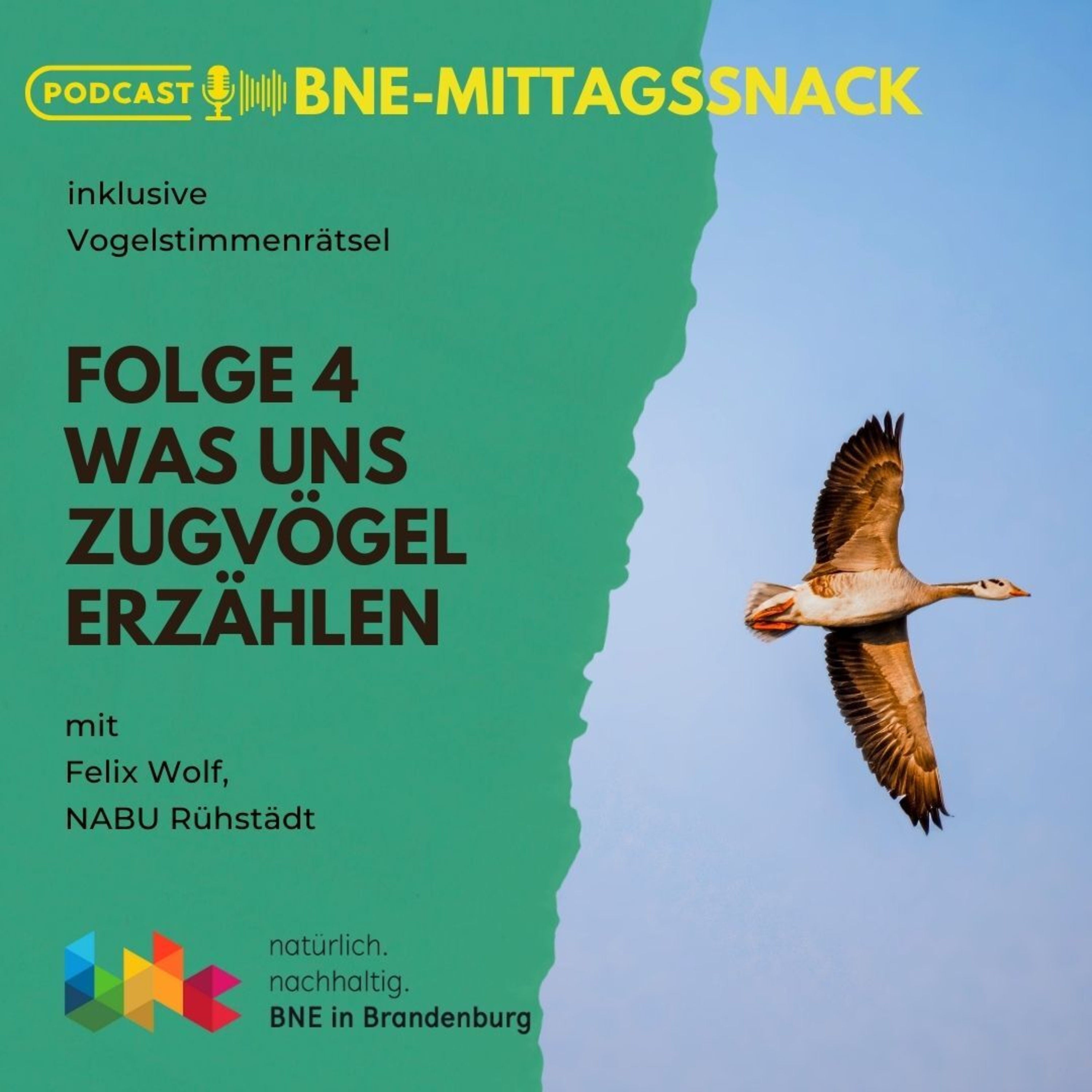 Was uns Zugvögel erzählen - mit Felix Wolf NABU Rühstädt