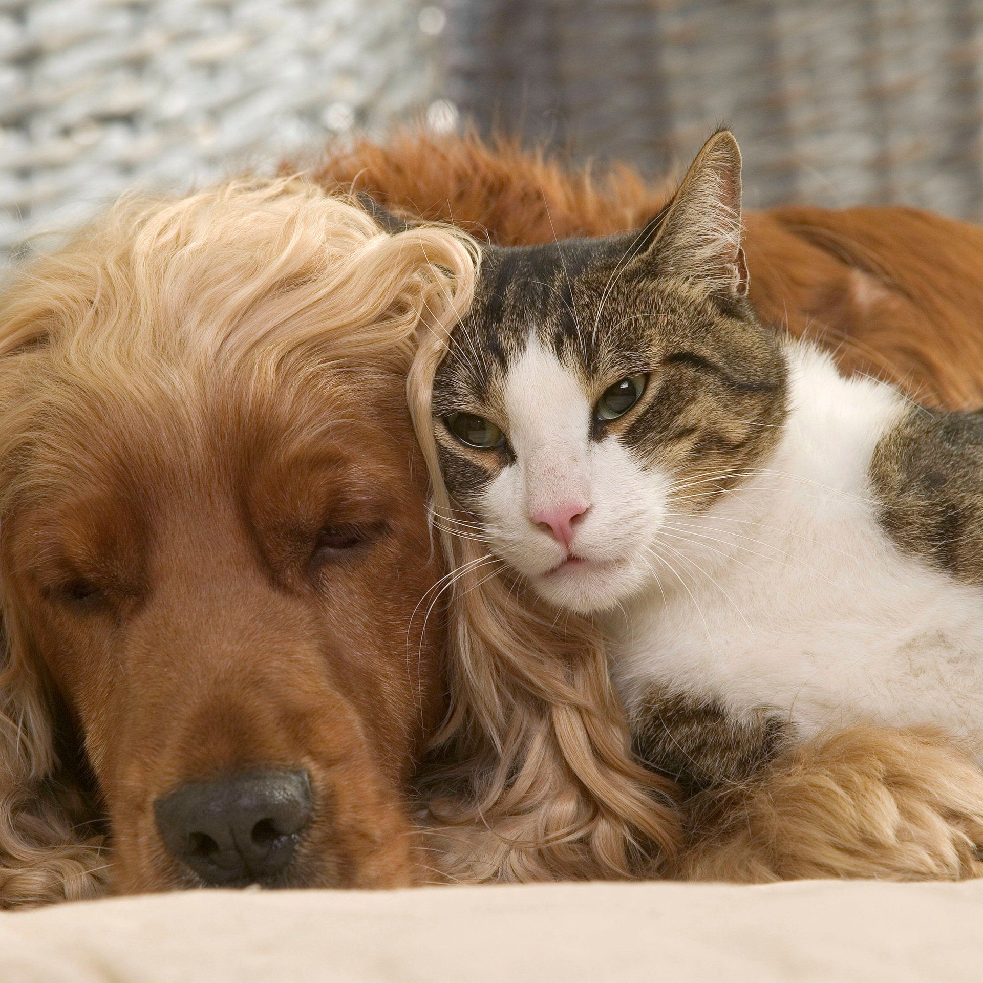 Von wegen entspannend - Hund und Katze sind wenig hilfreich bei Stress