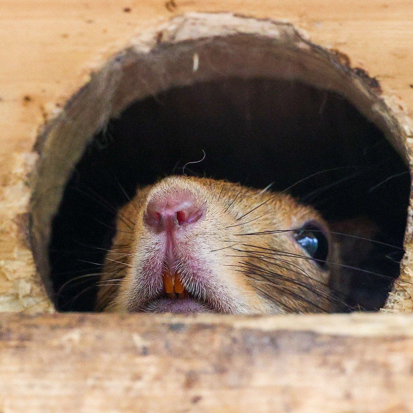 Die Tierdocs (473) Ratte kann singen