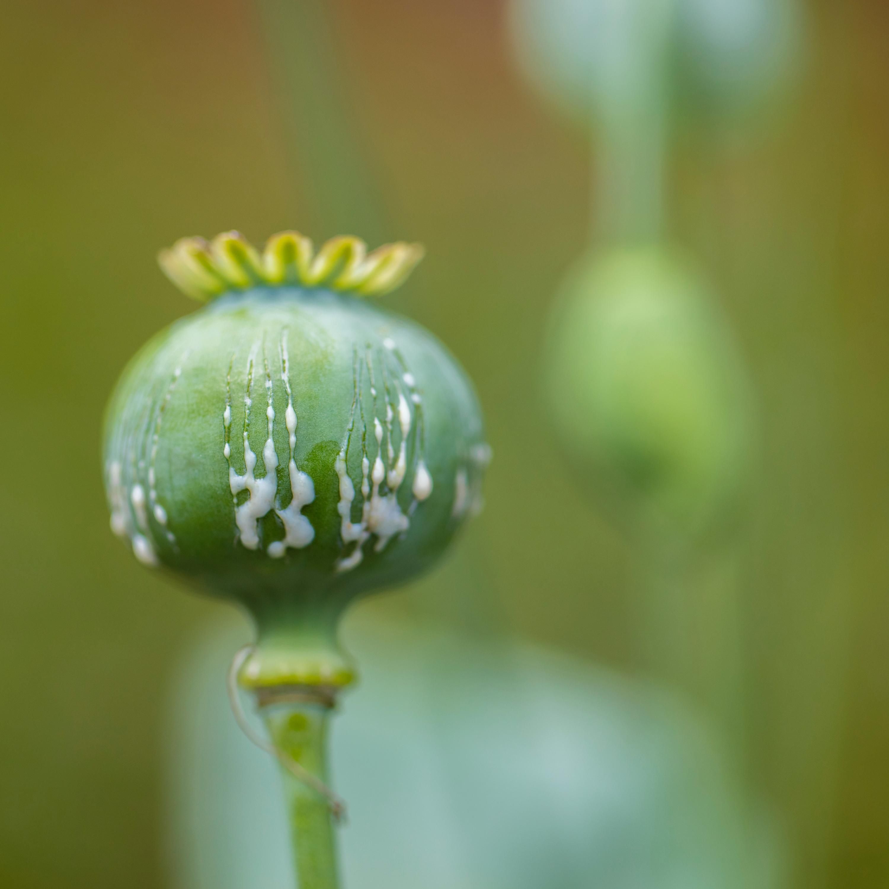 348 - Opium gegen Diabetes