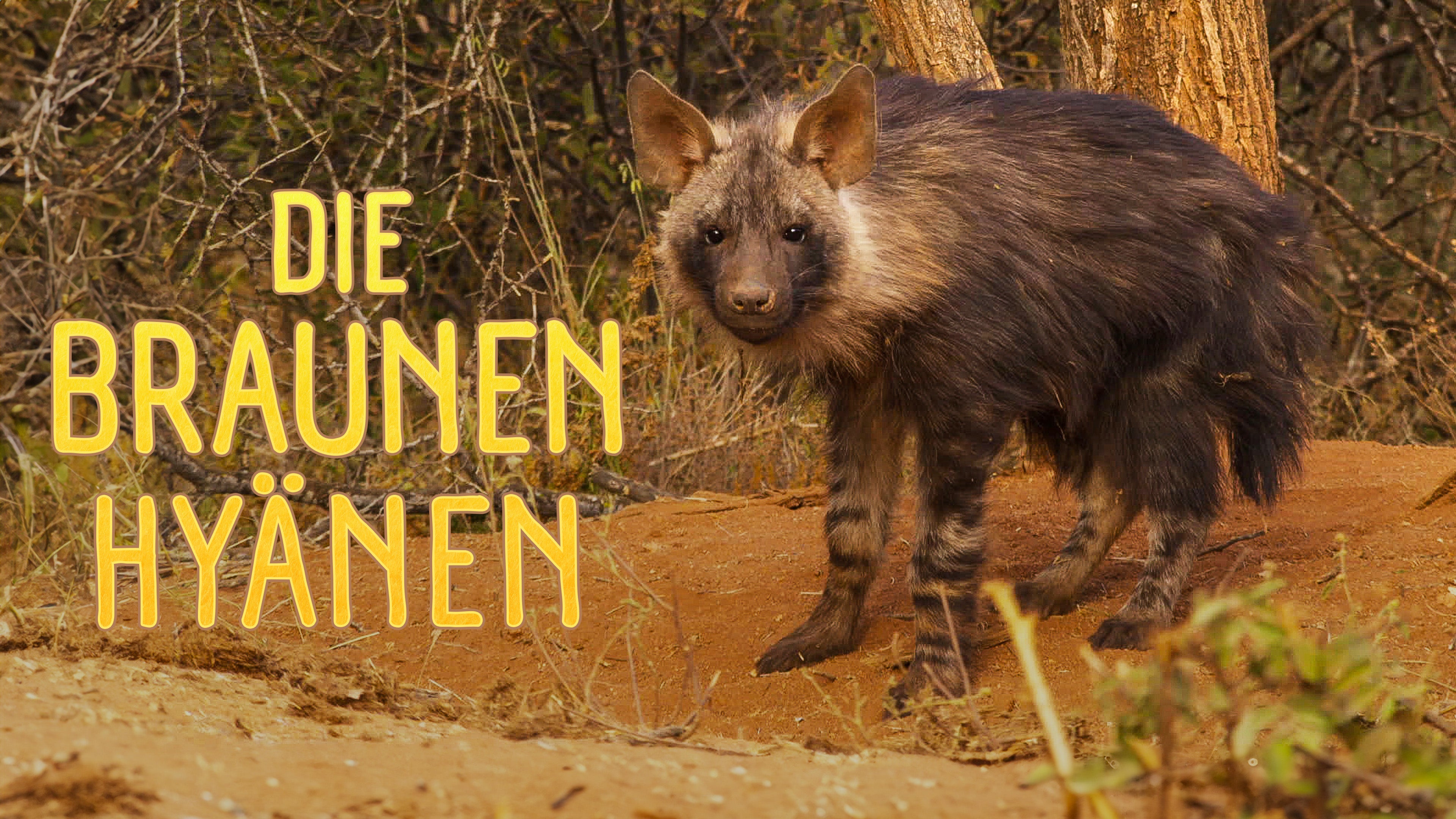 Die braunen Hyänen