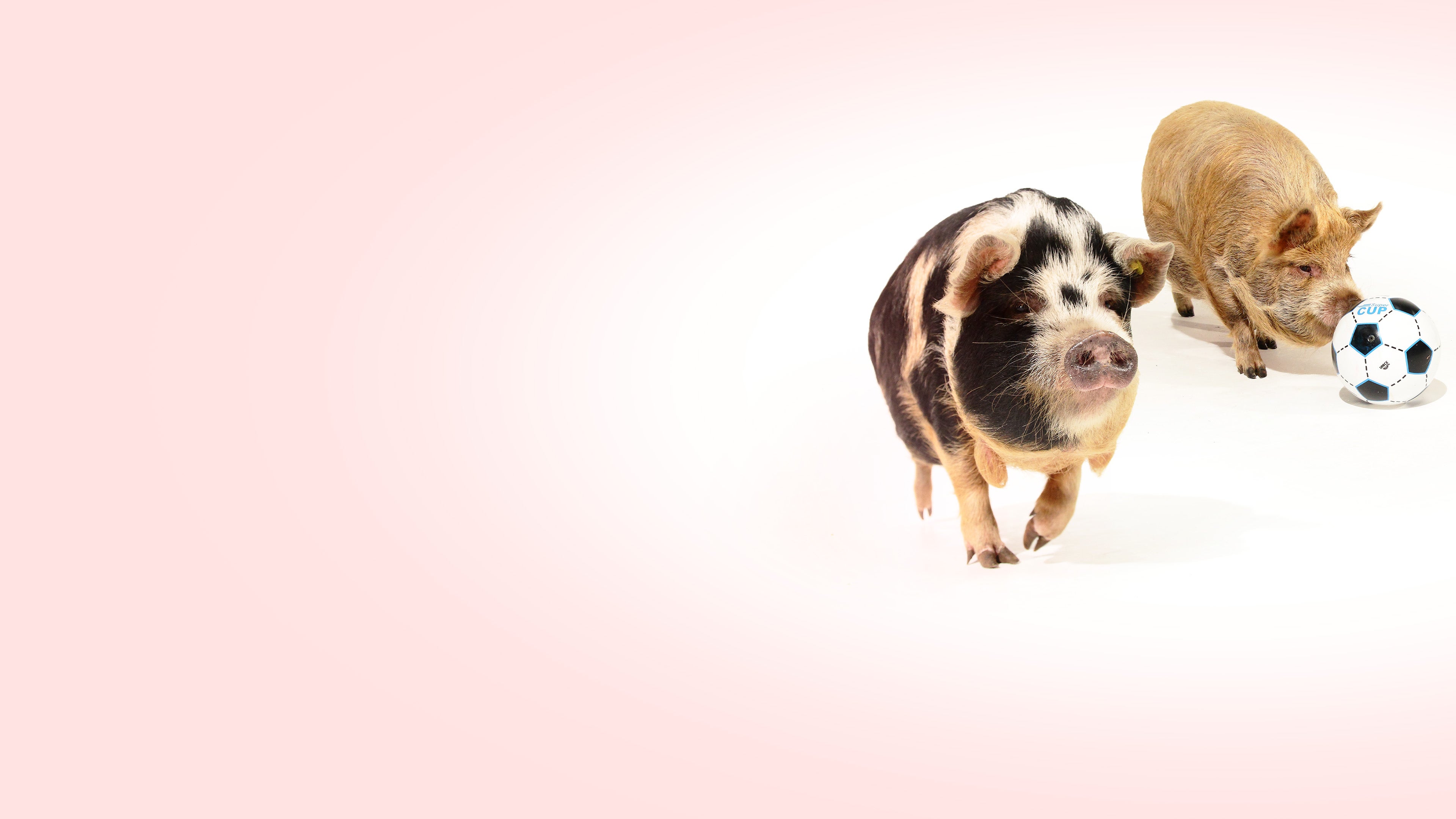 Die fabelhafte Welt der Schweine