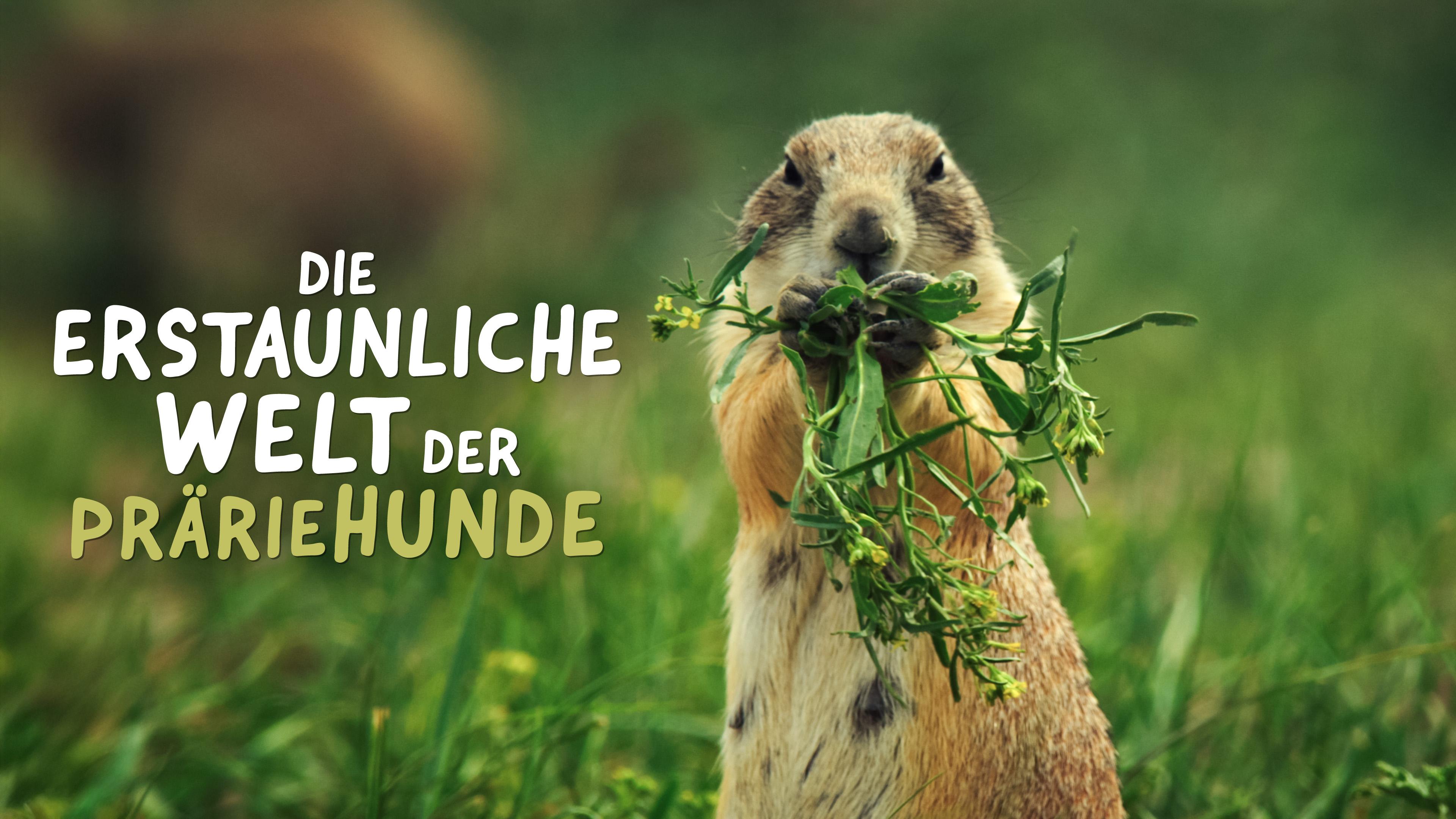 Die erstaunliche Welt der Präriehunde