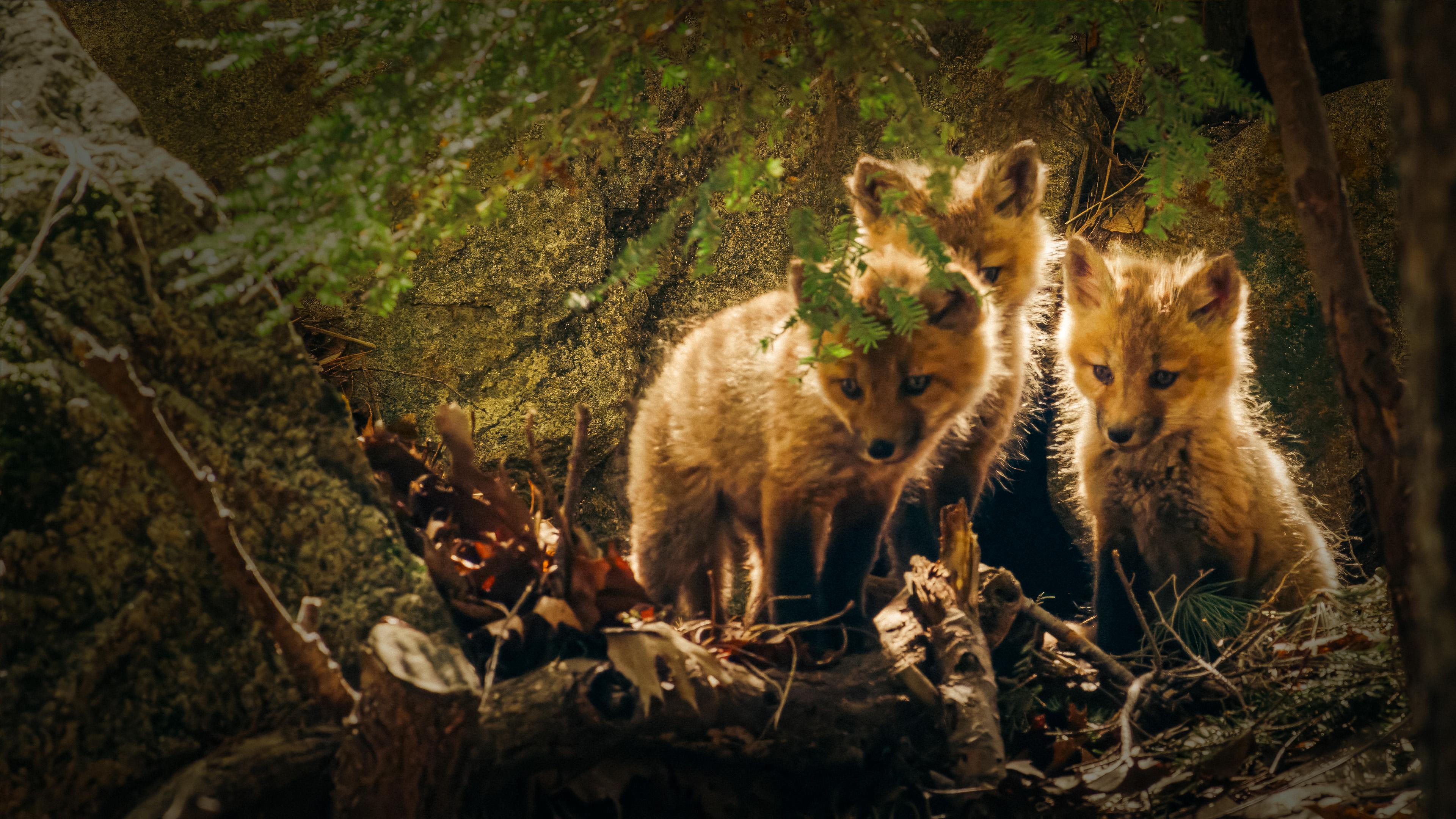 Neuenglands Naturwunder