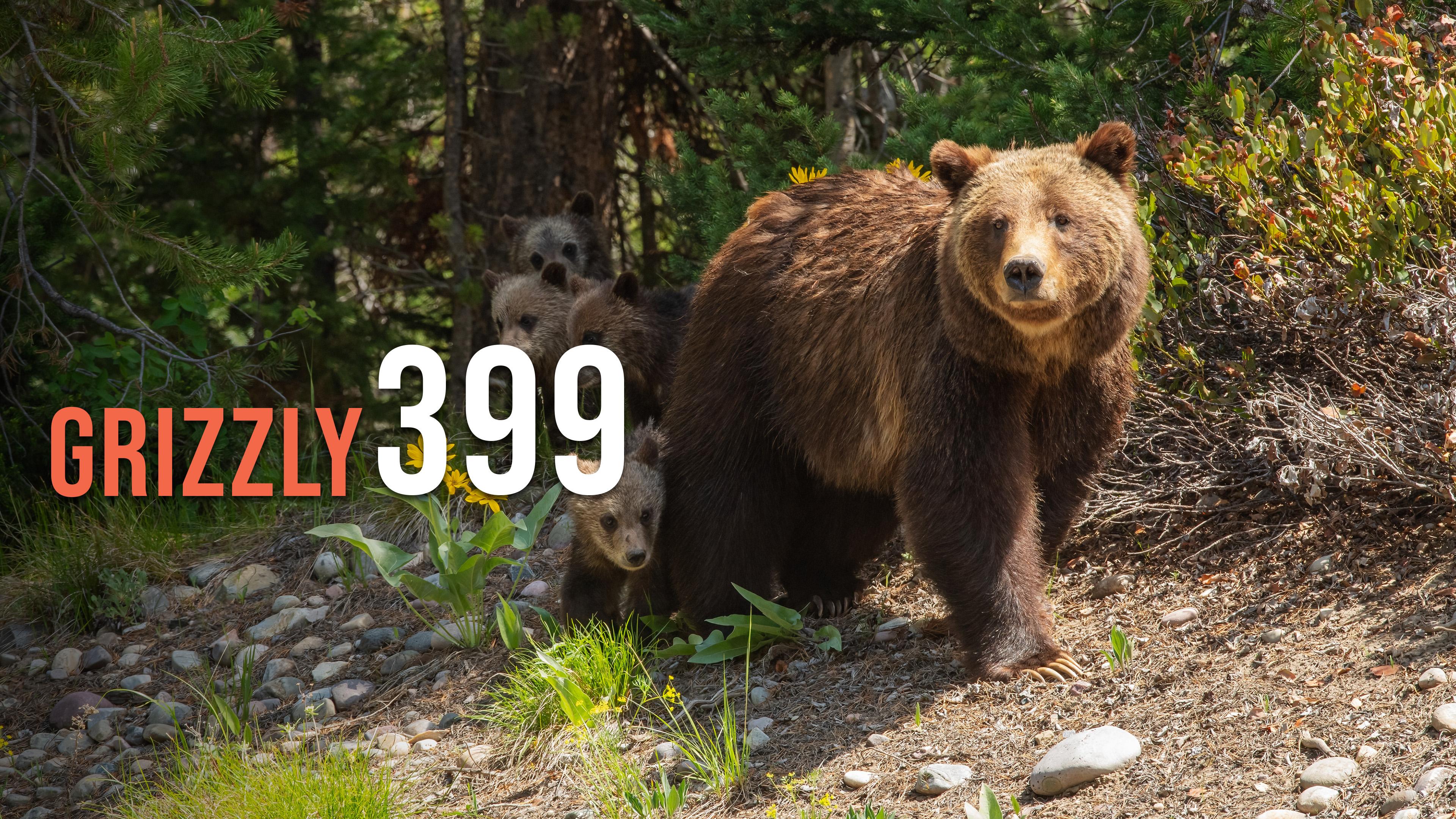 Grizzly 399