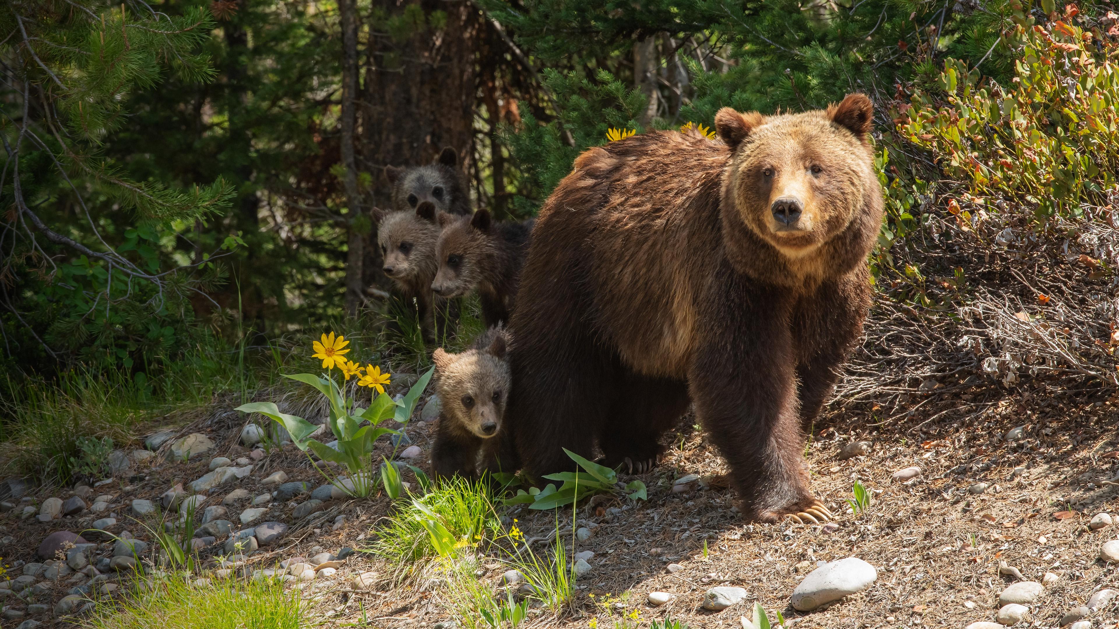 Grizzly 399