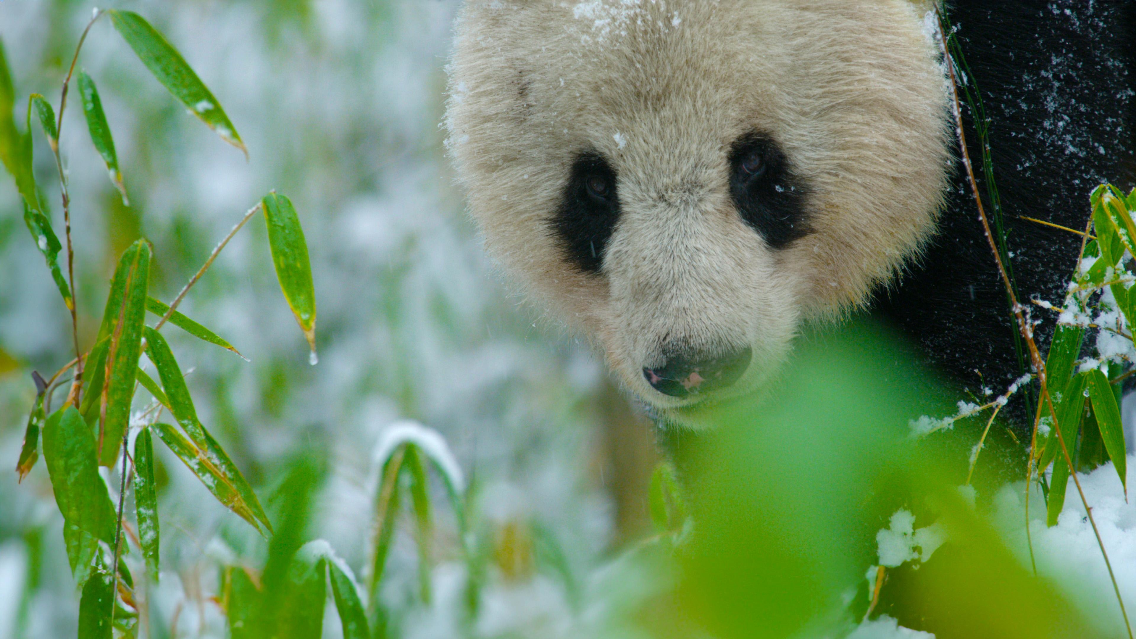 Wild und wunderbar - Chinas unbekannte Natur