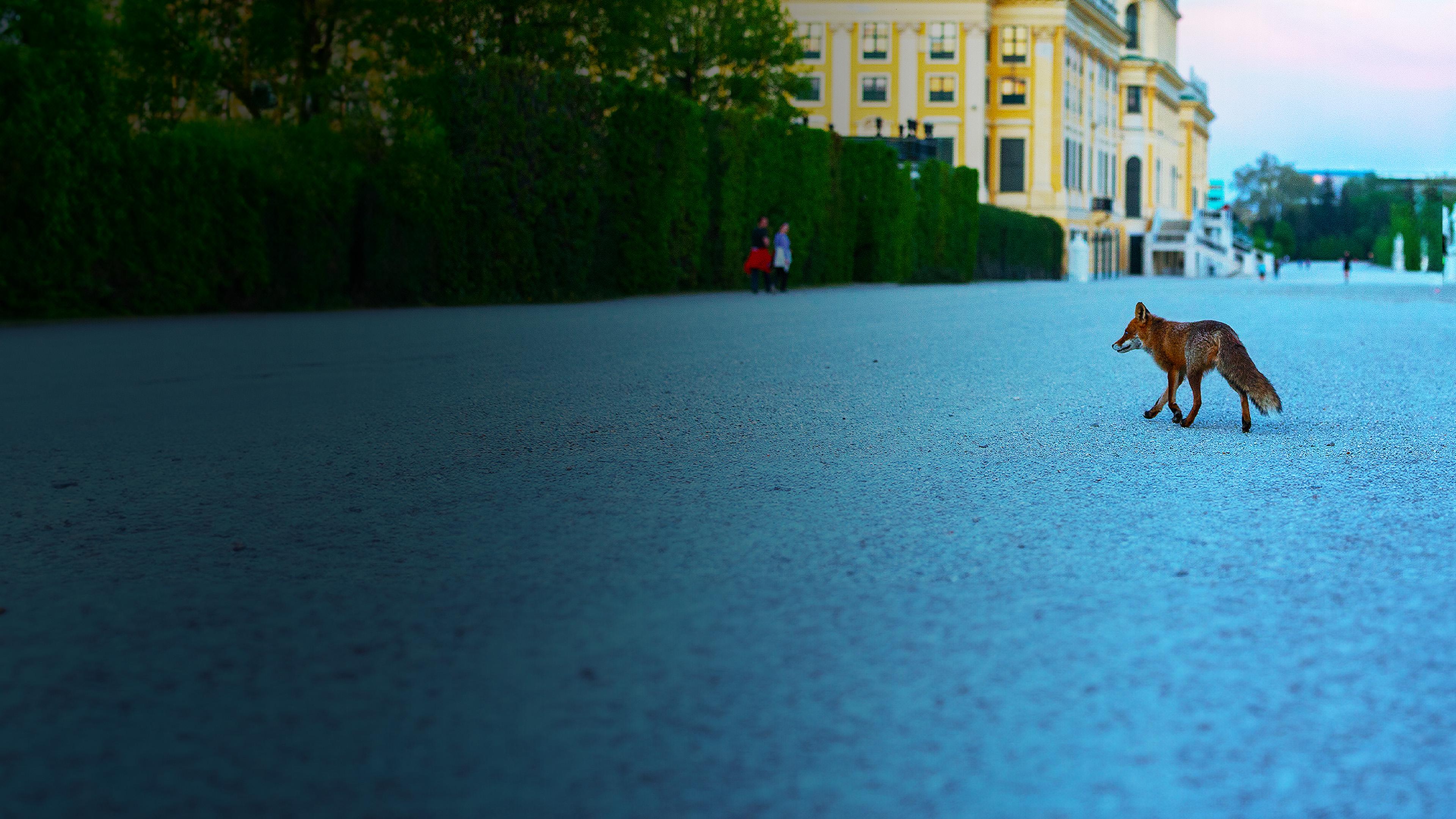 Wildes Wien