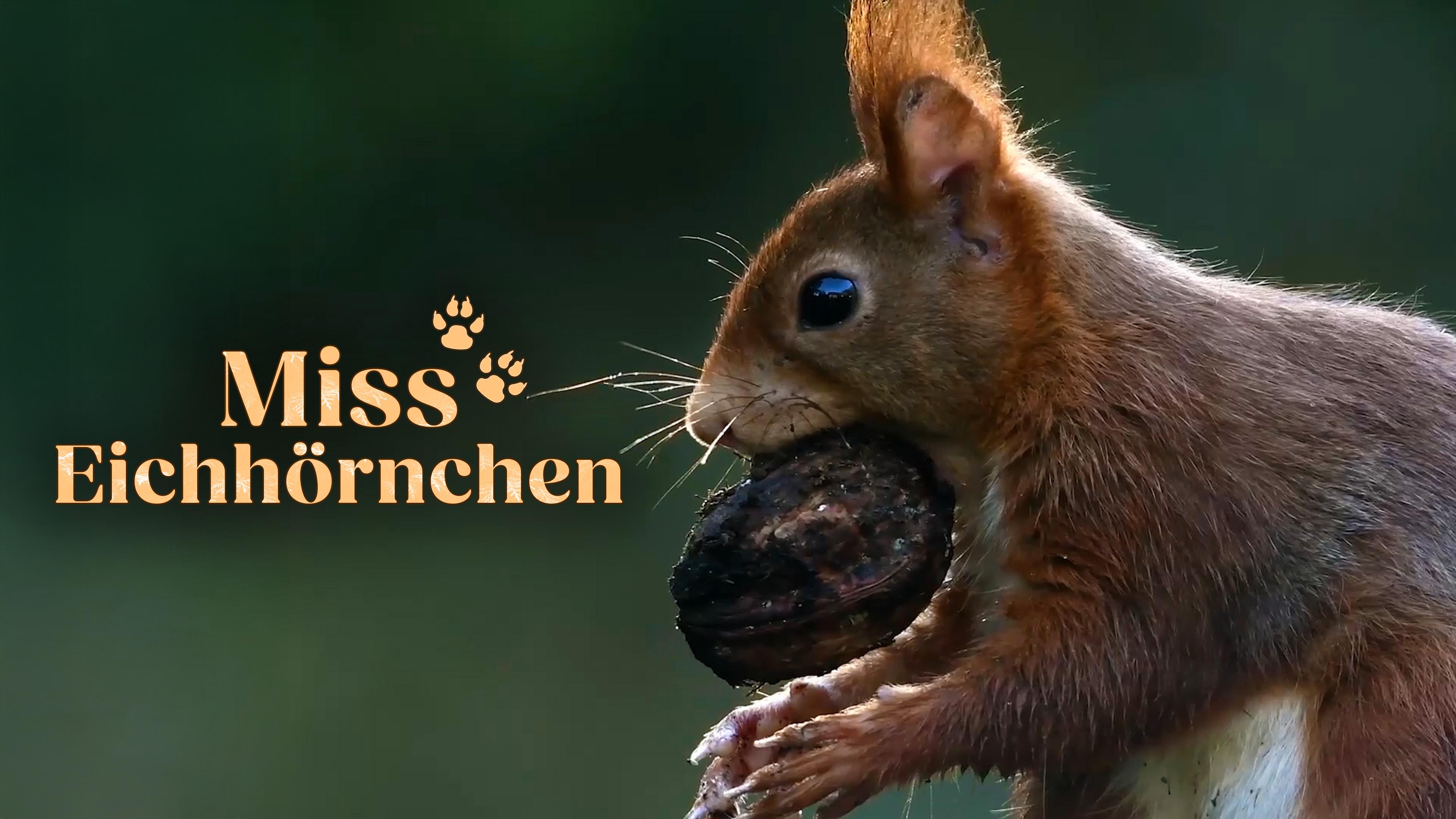 Miss Eichhörnchen